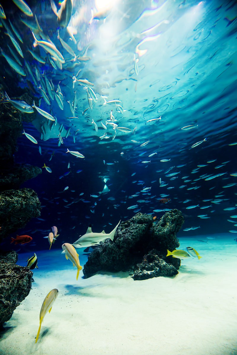 水族館の巨大水槽の写真 画像 フリー素材 ぱくたそ