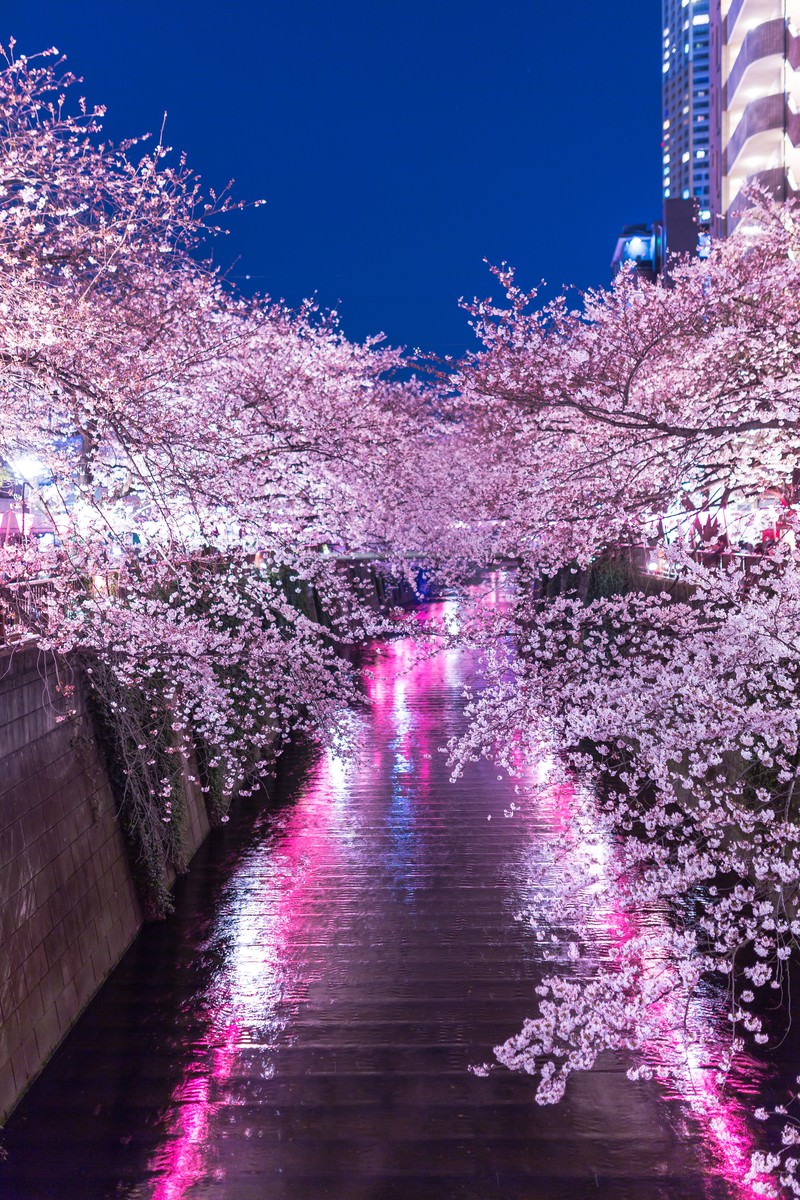 「提灯の反射と目黒川満開の夜桜 | フリー素材のぱくたそ」の写真