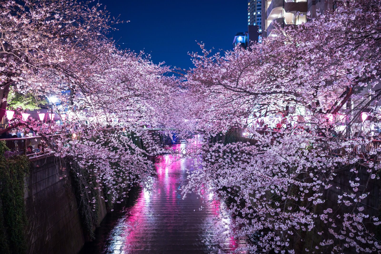 「満開の夜桜（目黒川）満開の夜桜（目黒川）」のフリー写真素材