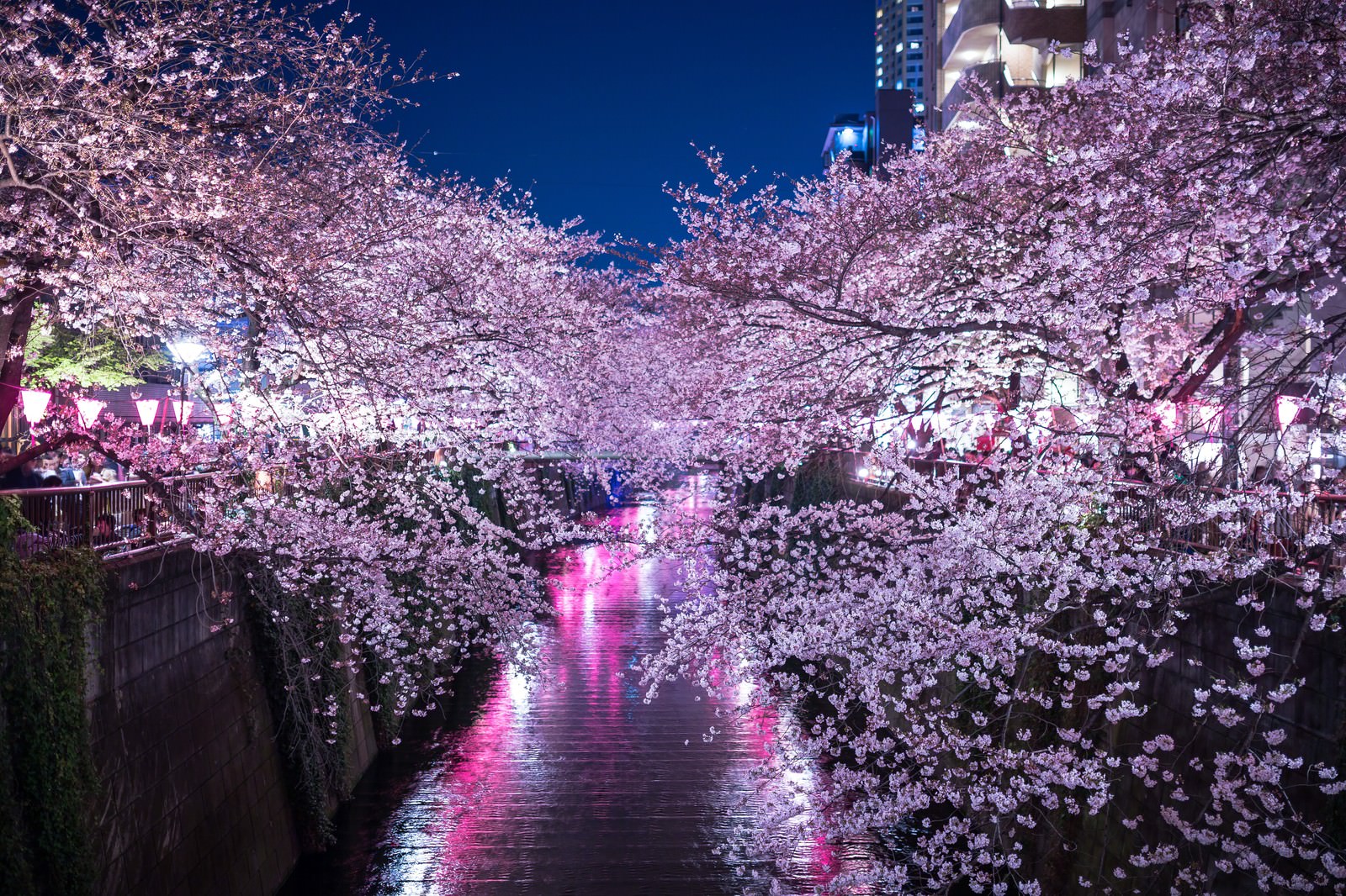 満開の夜桜 目黒川 の写真 画像 フリー素材 ぱくたそ