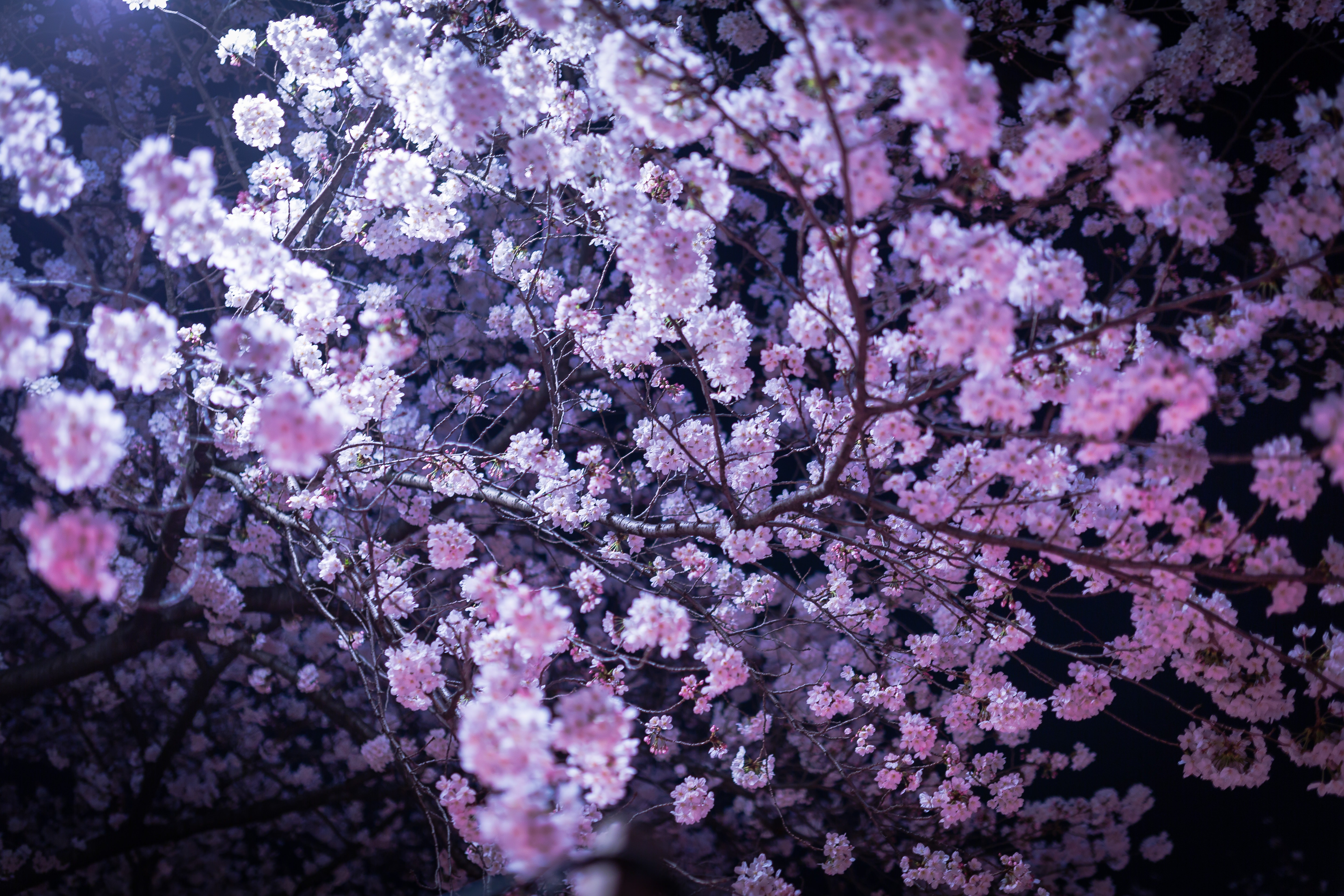 ライトアップされた夜桜の写真素材 ぱくたそ