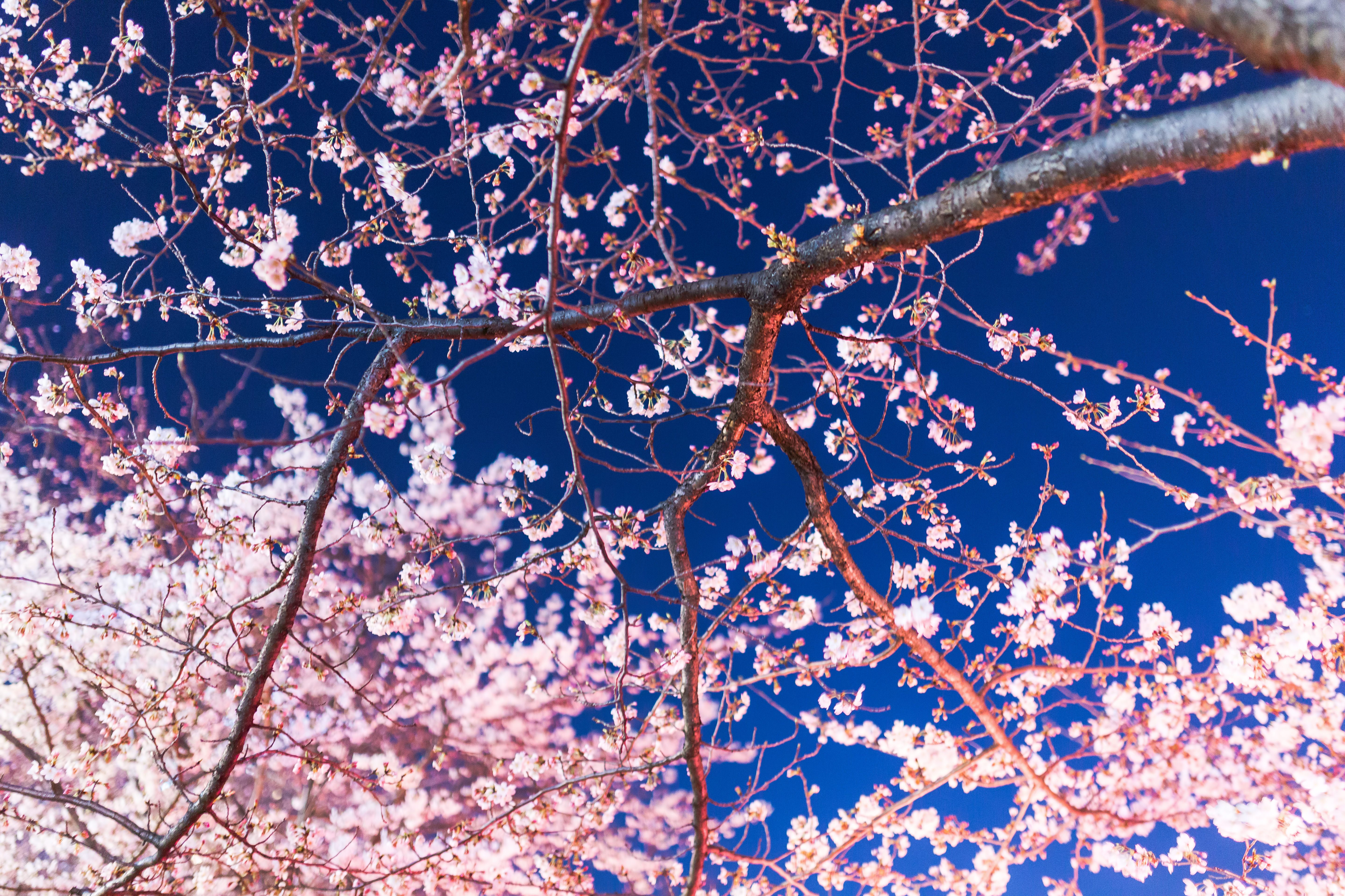 見上げた夜桜の写真素材 ぱくたそ