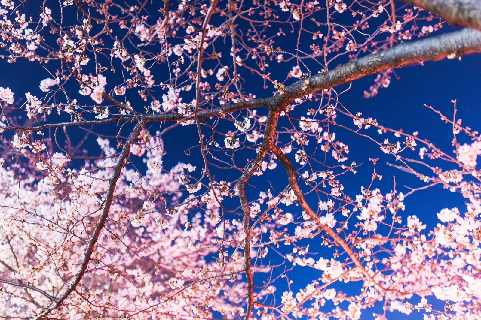 見上げた夜桜の写真 画像 フリー素材 ぱくたそ