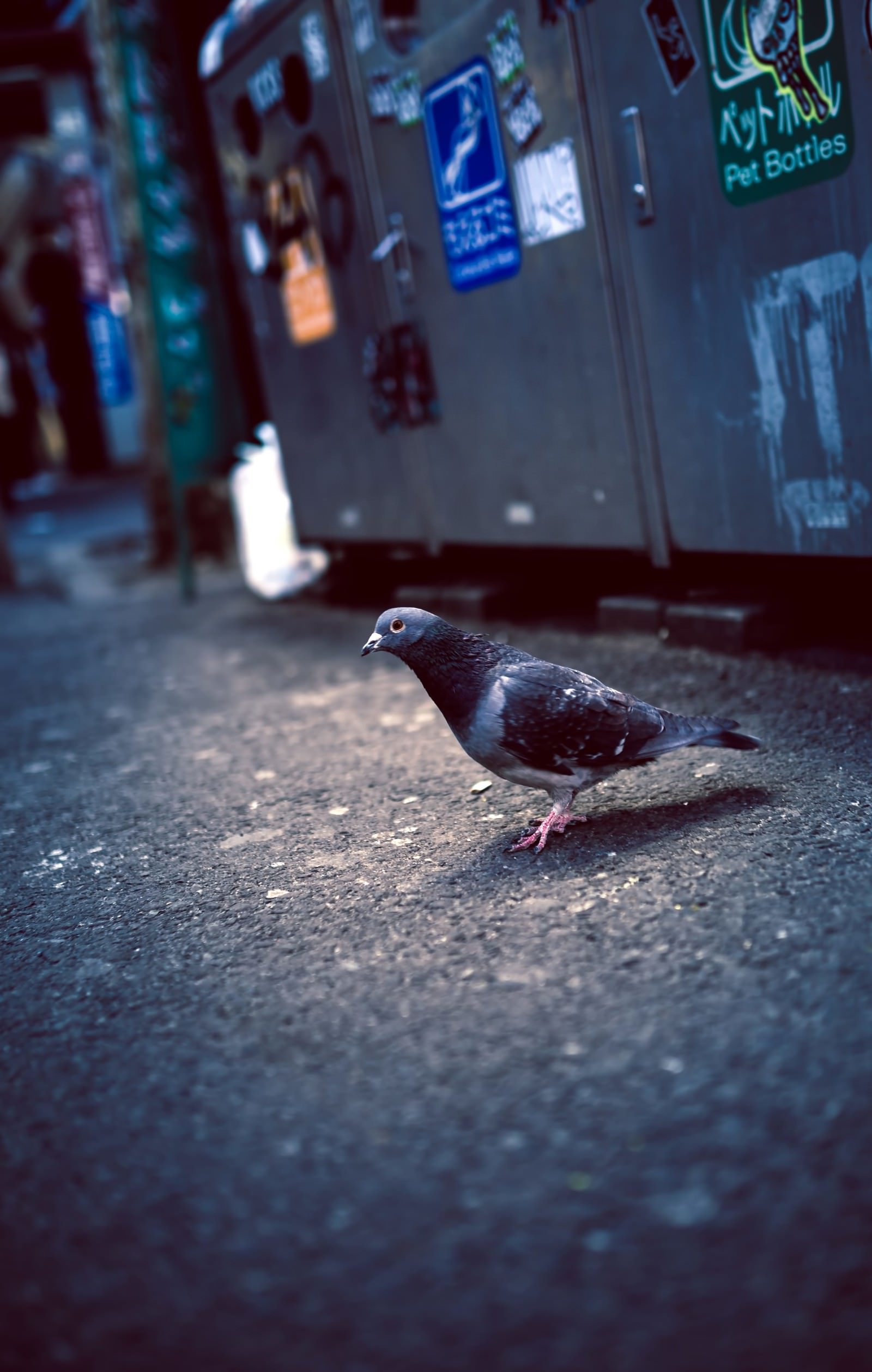 渋谷のゴミ捨て場前のハトの写真素材 ぱくたそ