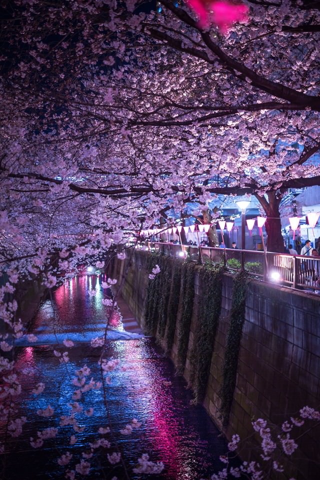 人で賑わう目黒川の夜桜の無料の写真素材 フリー素材 をダウンロード ぱくたそ