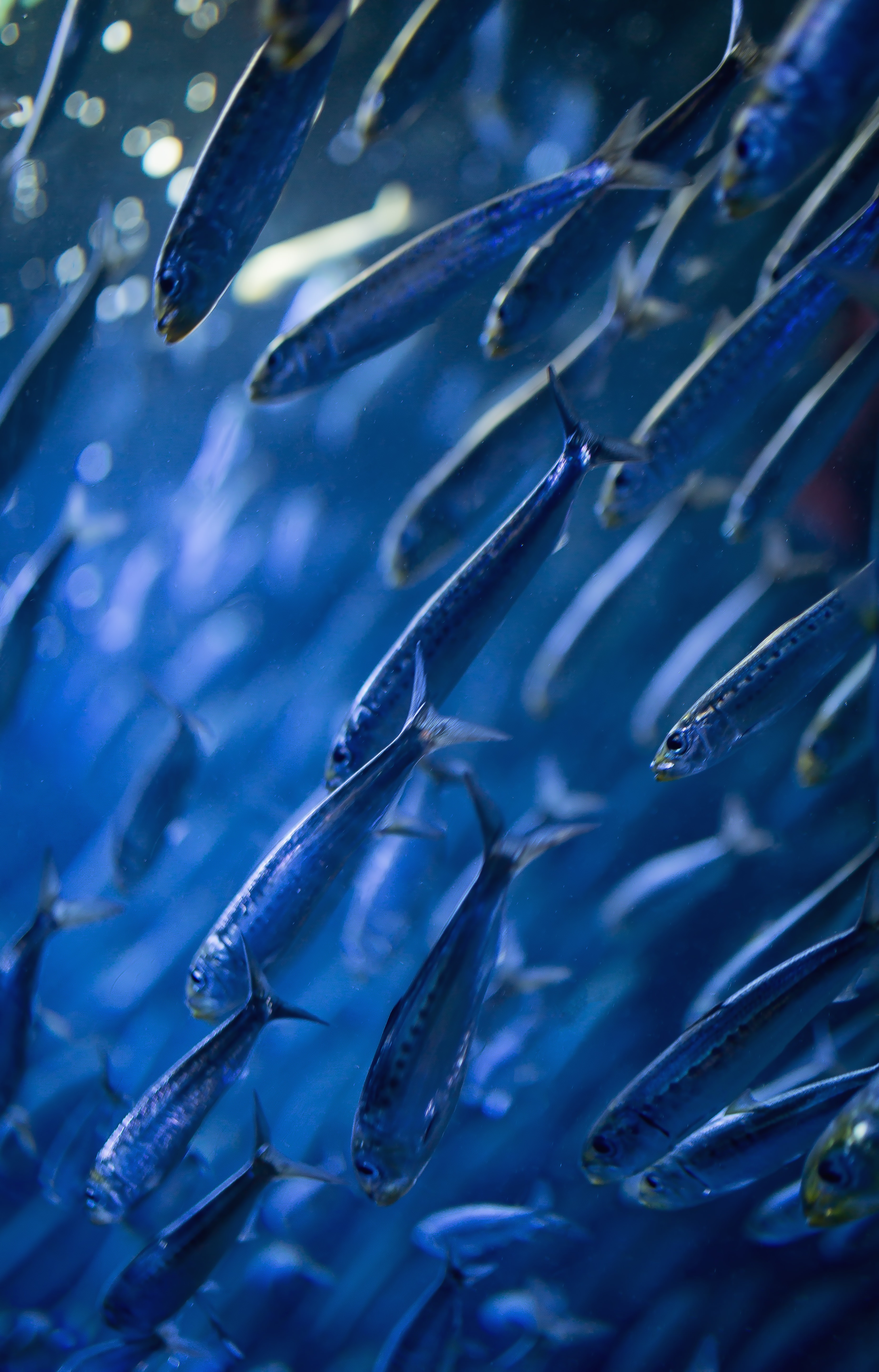 魚群の写真 画像 を無料ダウンロード フリー素材のぱくたそ 魚群の写真 画像 を無料ダウンロード フリー素材のぱくたそ