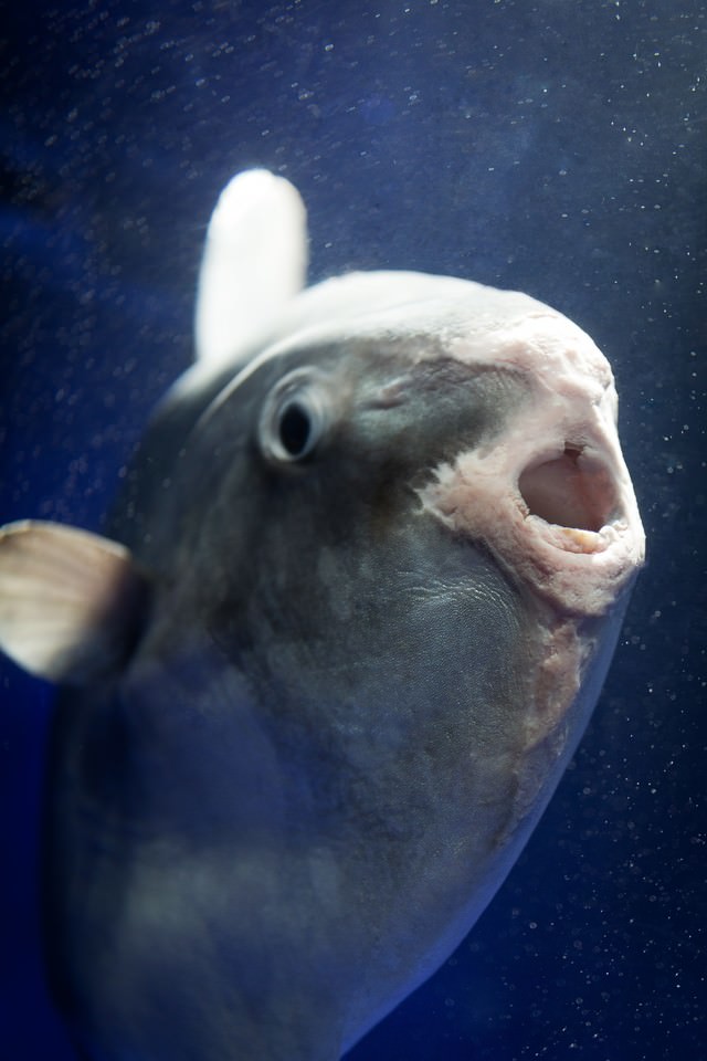 荒ぶるマンボウの写真 画像 を無料ダウンロード フリー素材のぱくたそ 荒ぶるマンボウの写真 画像 を無料ダウンロード フリー素材のぱくたそ