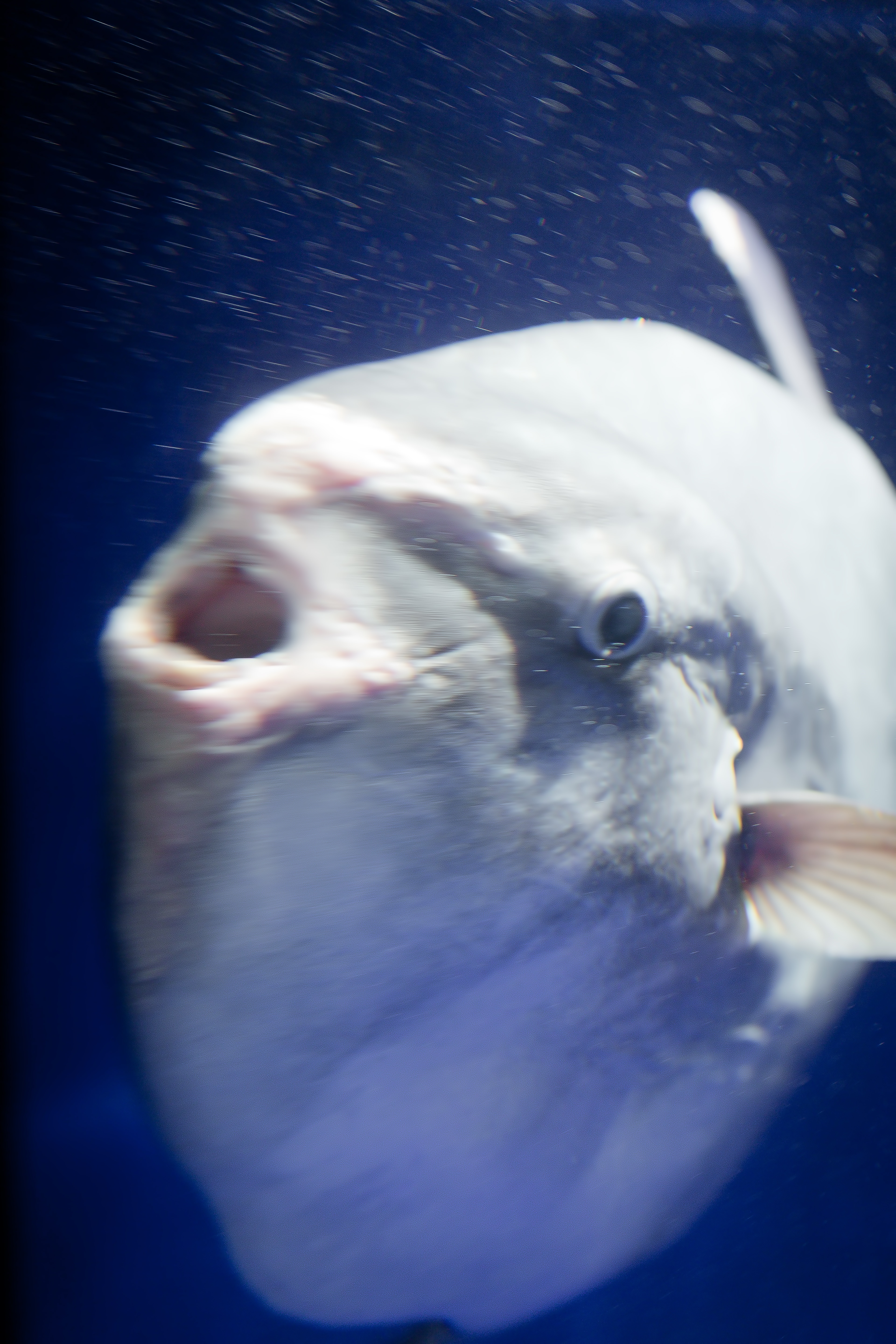 進撃のマンボウの写真を無料ダウンロード フリー素材 ぱくたそ 進撃のマンボウの写真を無料ダウンロード フリー素材 ぱくたそ