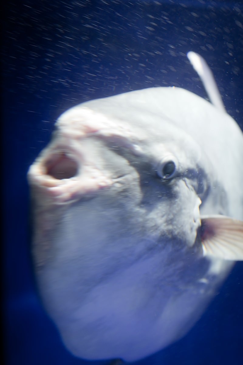 進撃のマンボウの写真を無料ダウンロード フリー素材 ぱくたそ