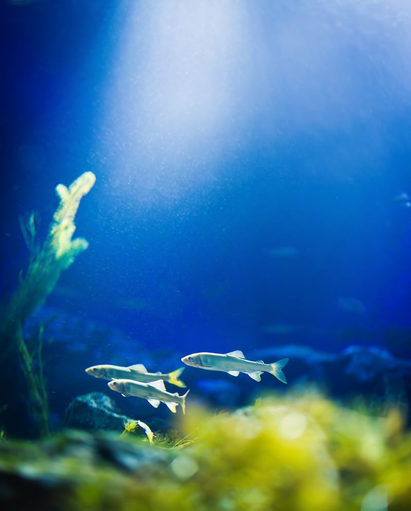 淡水魚と水草の写真素材 ぱくたそ