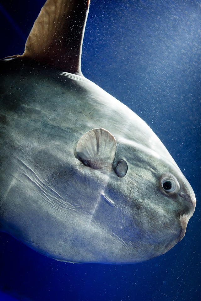 カメラ目線のマンボウの写真を無料ダウンロード フリー素材 ぱくたそ カメラ目線のマンボウの写真を無料ダウンロード フリー素材 ぱくたそ
