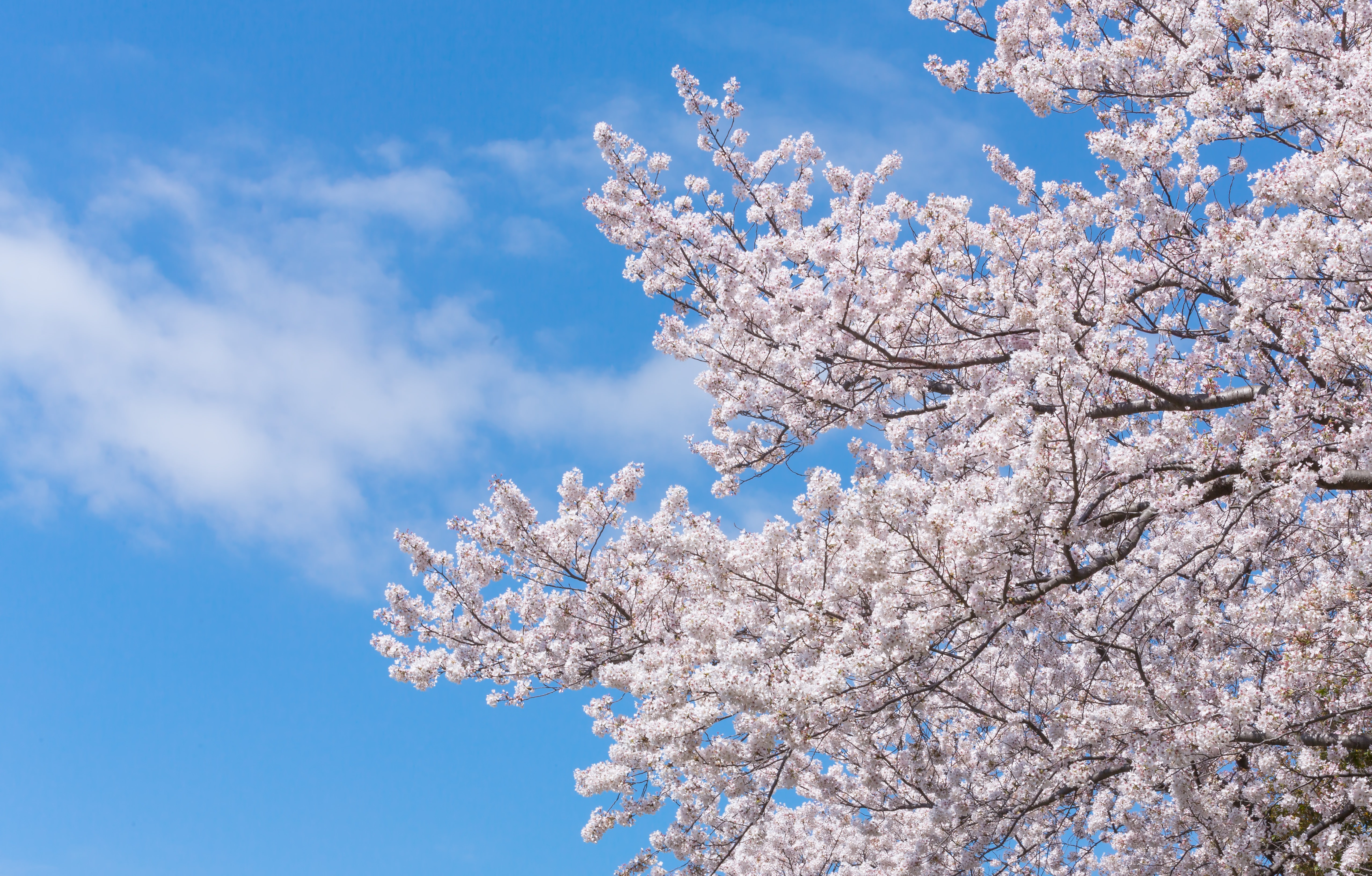 空に伸びる桜の無料写真素材