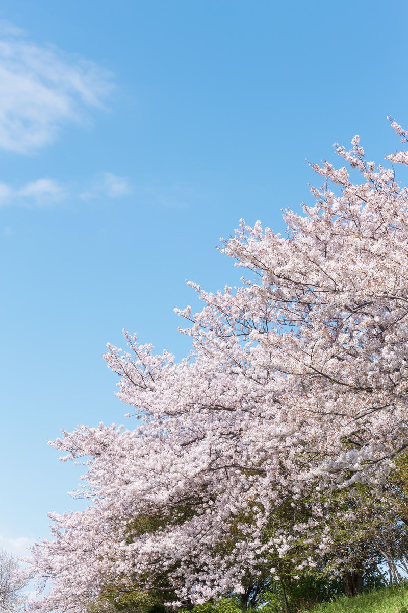 河川敷に咲く桜の写真素材 ぱくたそ