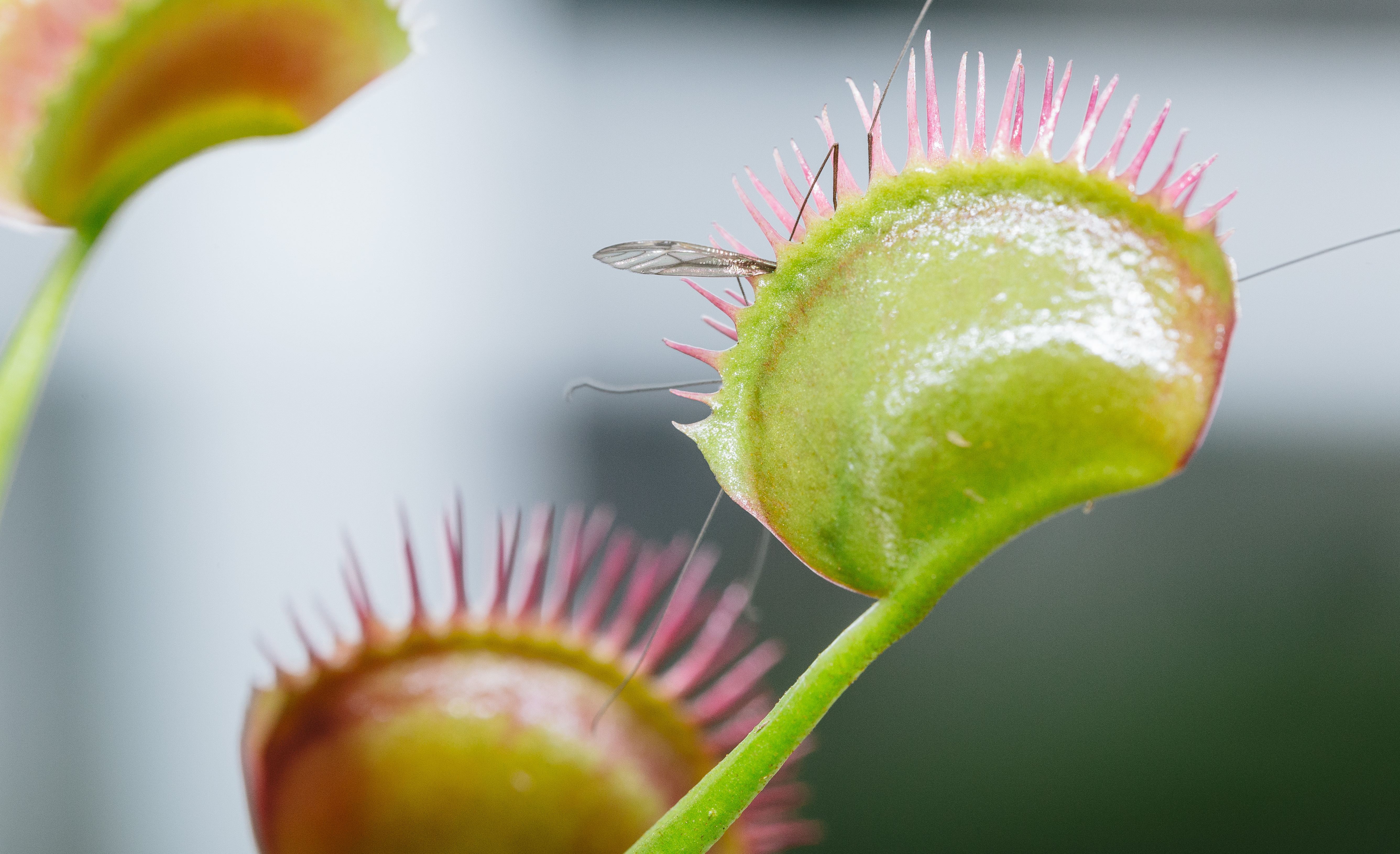 閲覧注意 羽虫をパクっとハエトリソウの写真素材 ぱくたそ