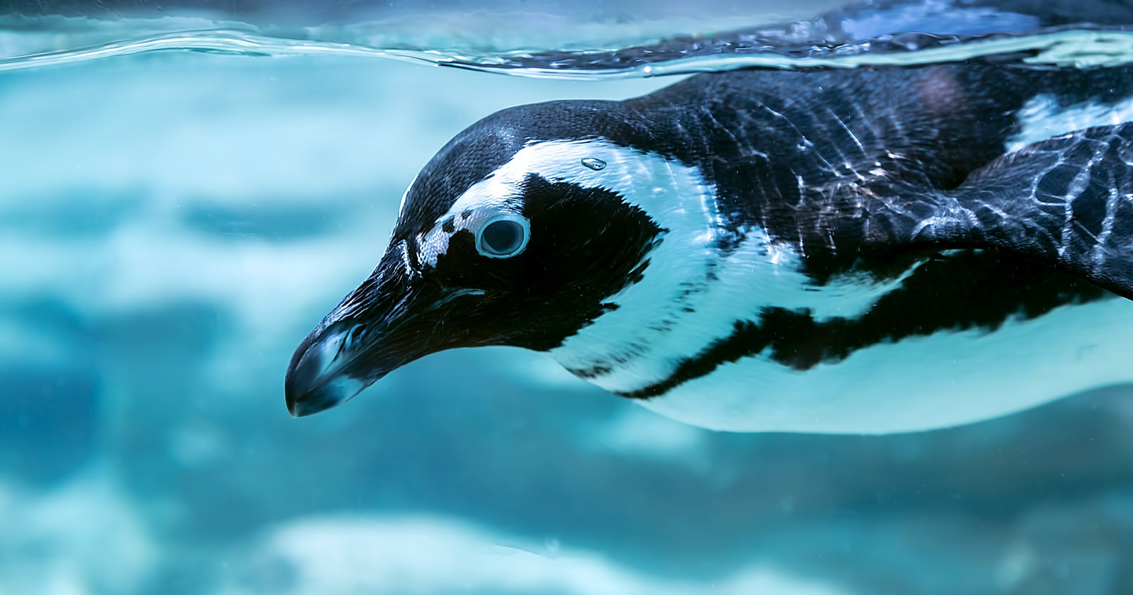 泳ぐペンギンの写真素材 ぱくたそ