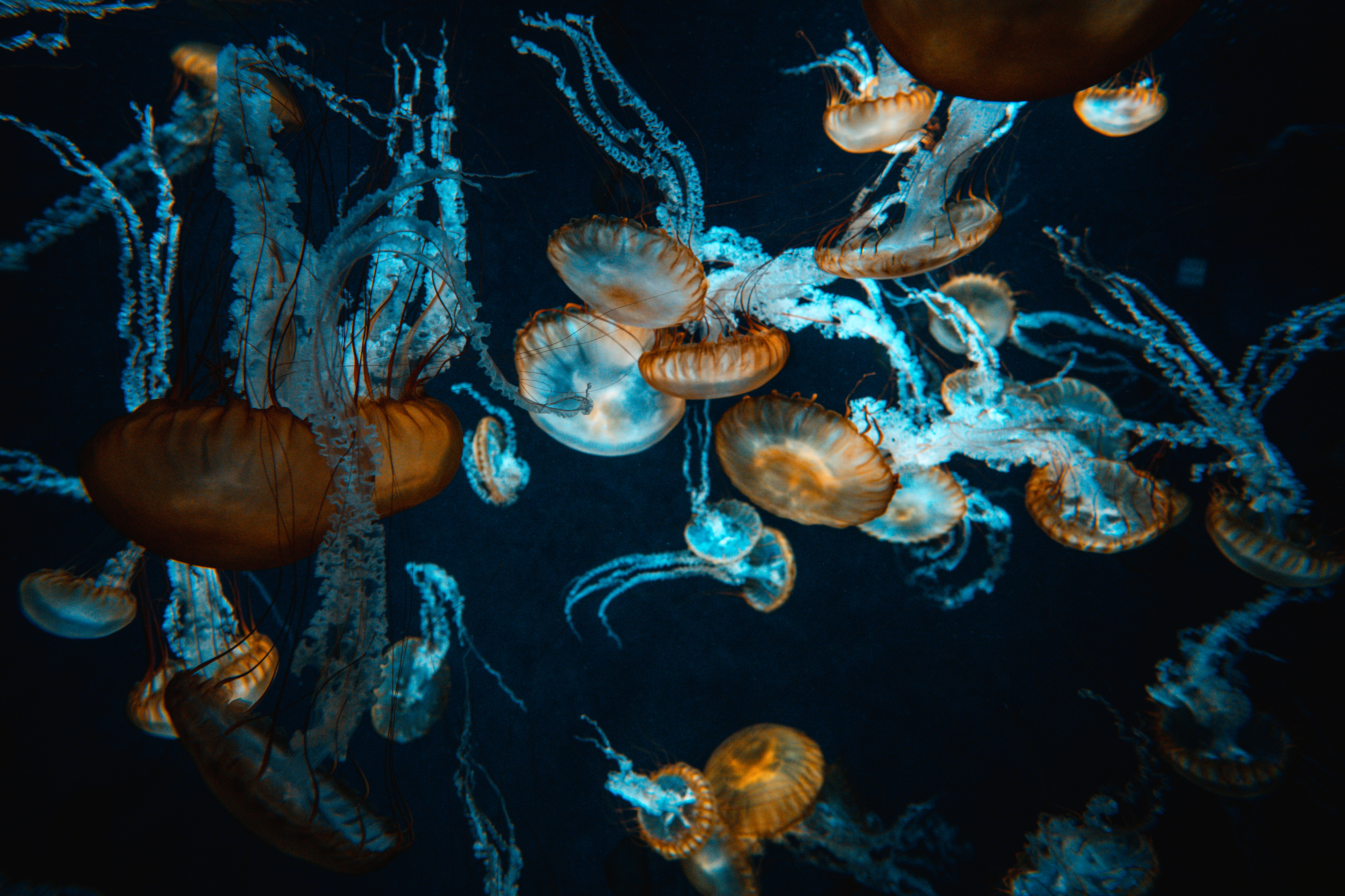 サンシャイン水族館の巨大水槽と見上げる子供の写真素材 ぱくたそ