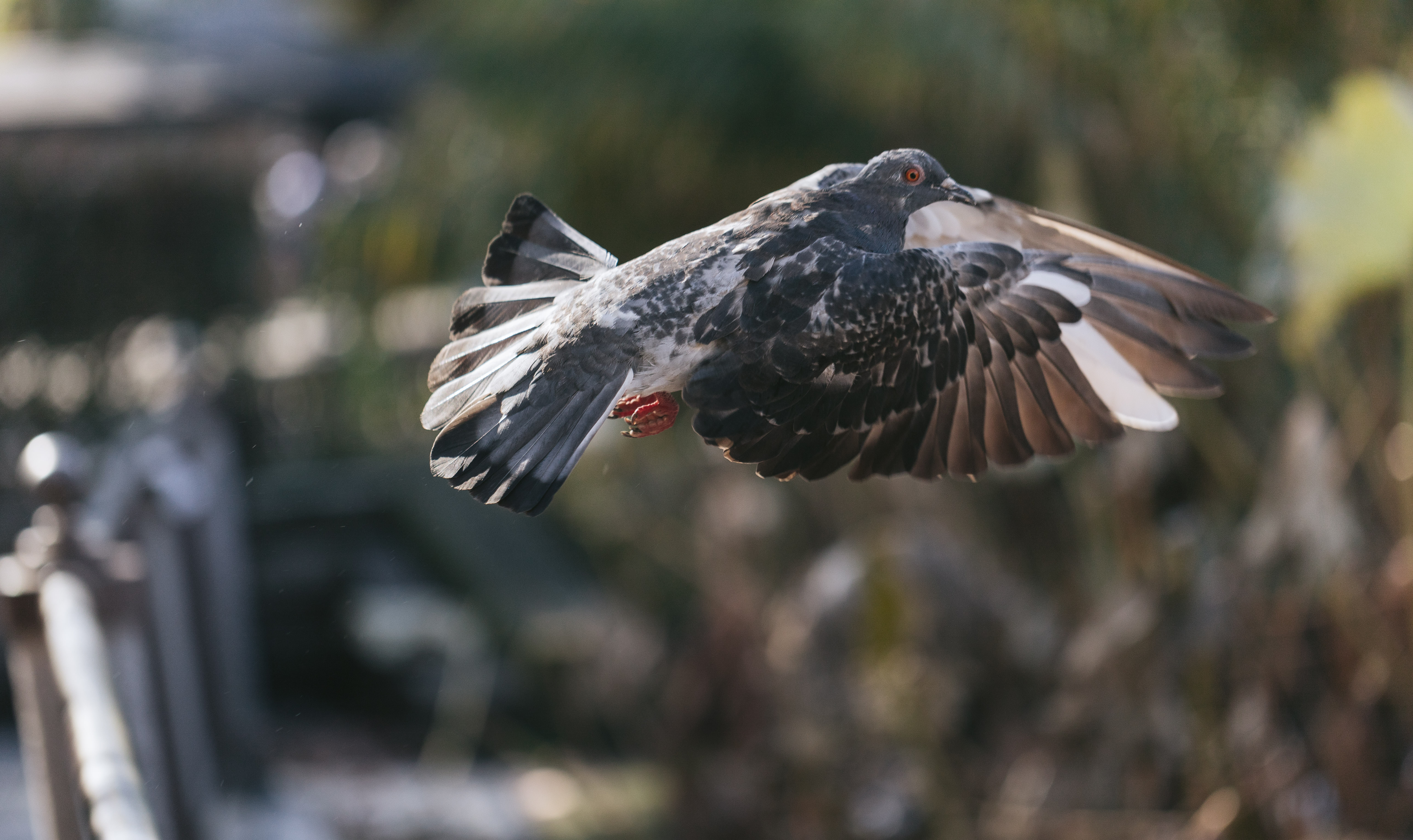 飛び立つ鳩の写真を無料ダウンロード フリー素材 ぱくたそ