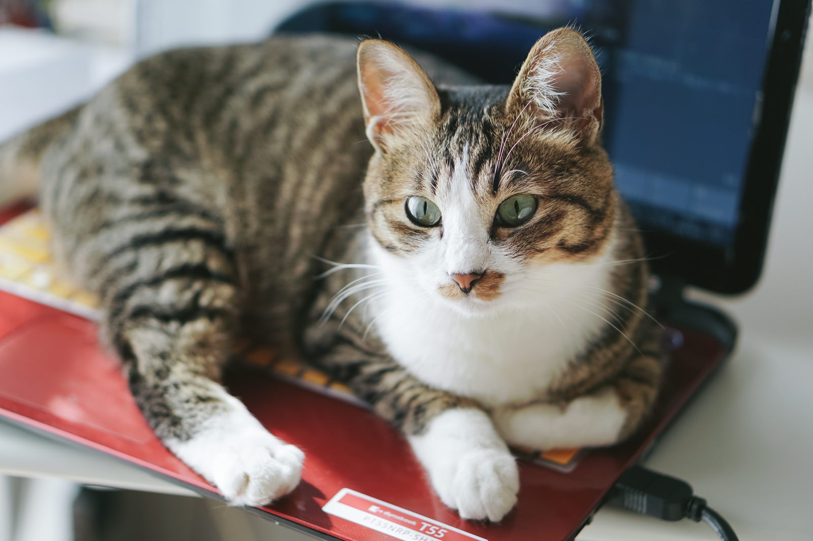 「温かいノートパソコン上から断固として退けないキジ白猫 | フリー素材のぱくたそ」の写真