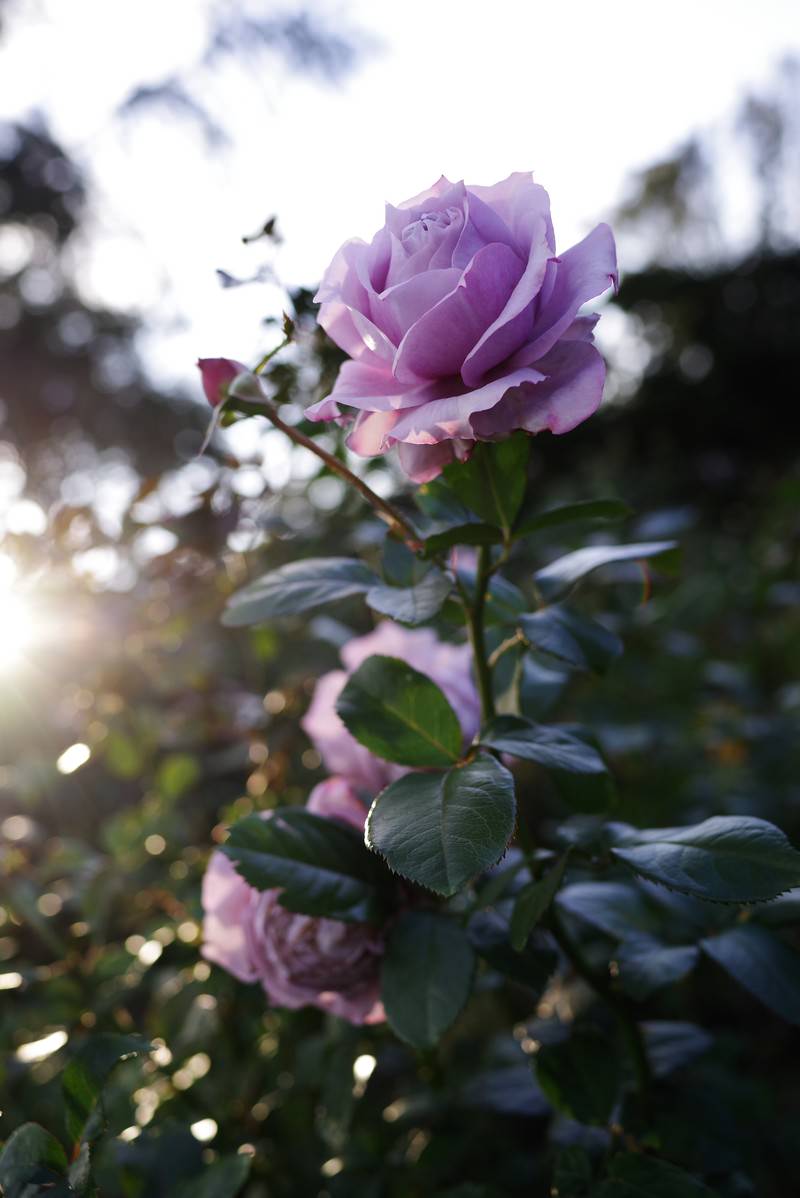 エモい紫の薔薇の写真 画像 フリー素材 ぱくたそ