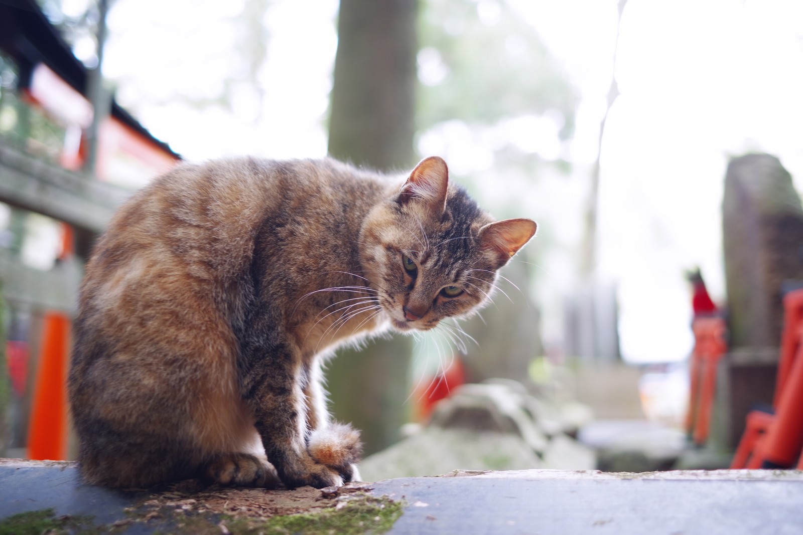 「こちらの様子を伺う野良猫」の写真