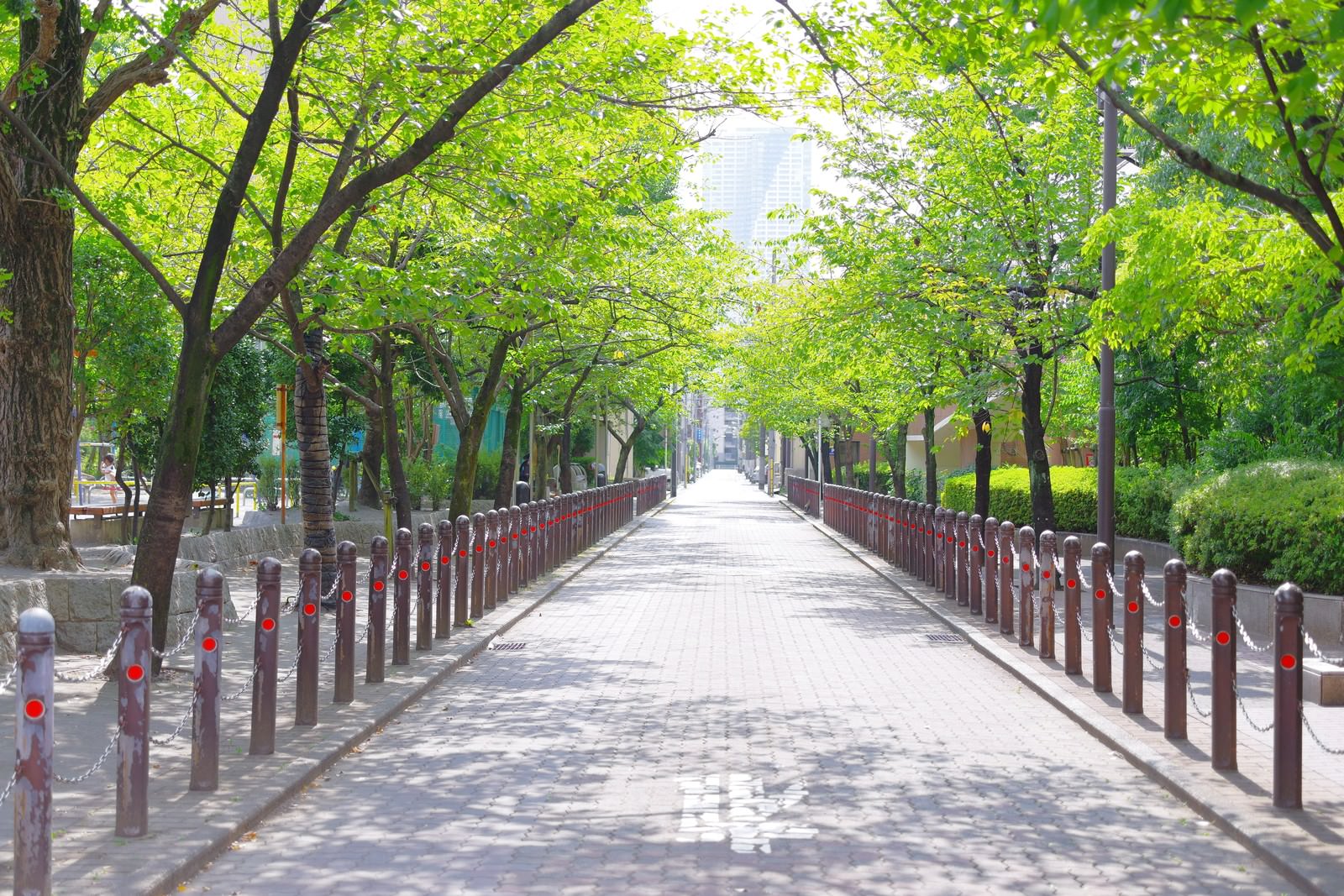 新緑に囲まれた沿道の写真を無料ダウンロード フリー素材 ぱくたそ
