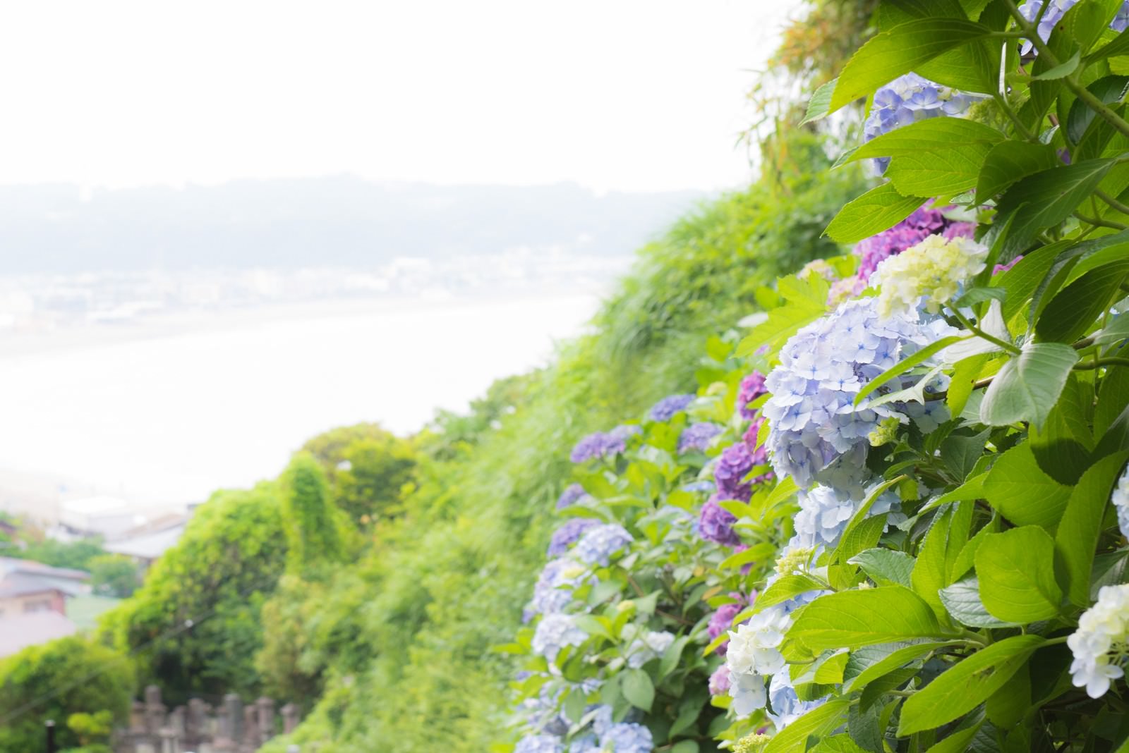 「山の上の紫陽花山の上の紫陽花」のフリー写真素材を拡大