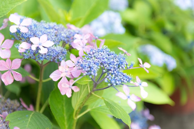 ガクアジサイの花