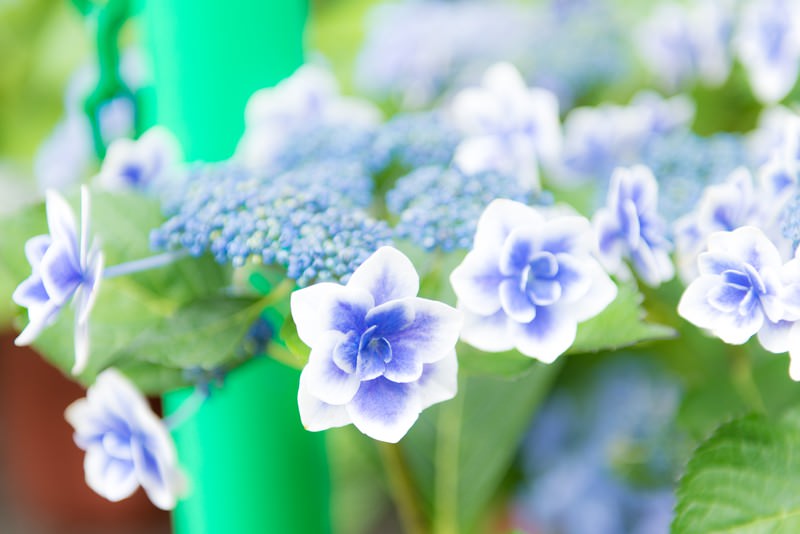 紫陽花が咲く季節の写真素材 ぱくたそ