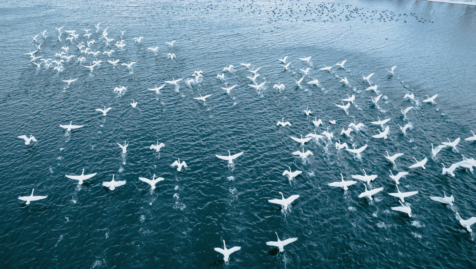 湖畔を飛び立つ白鳥の群れの様子（空撮）