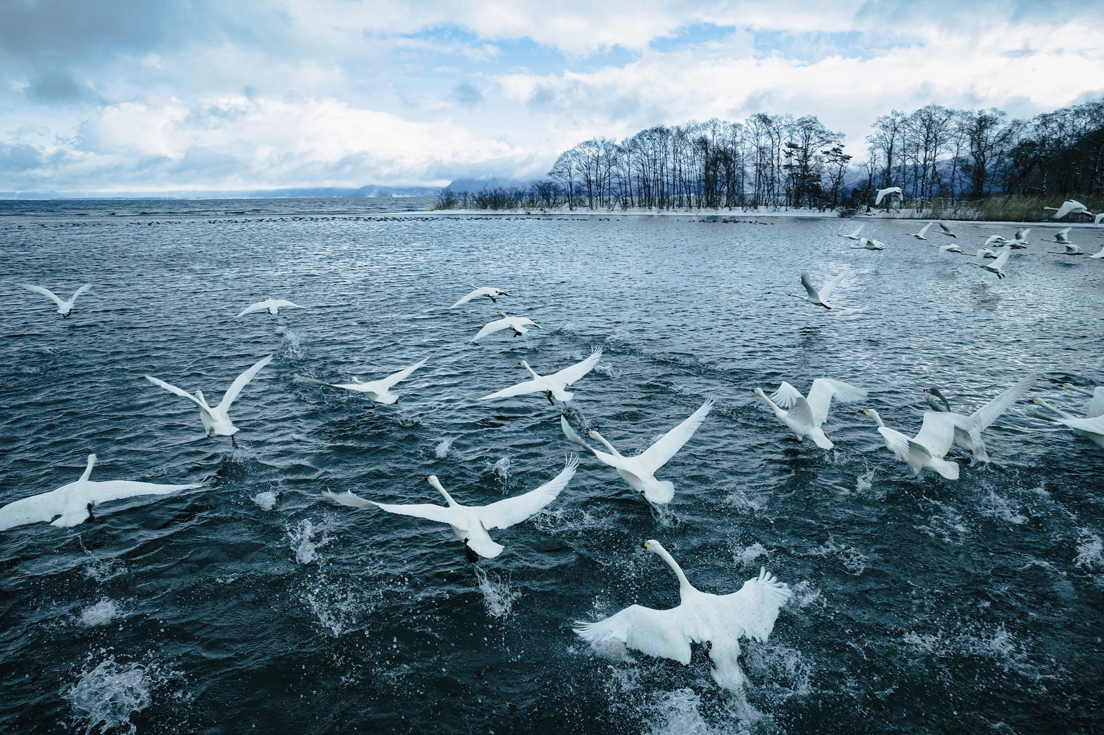 水面を飛び立つ白鳥の群れの無料の写真素材 - ID.85328｜フリー素材
