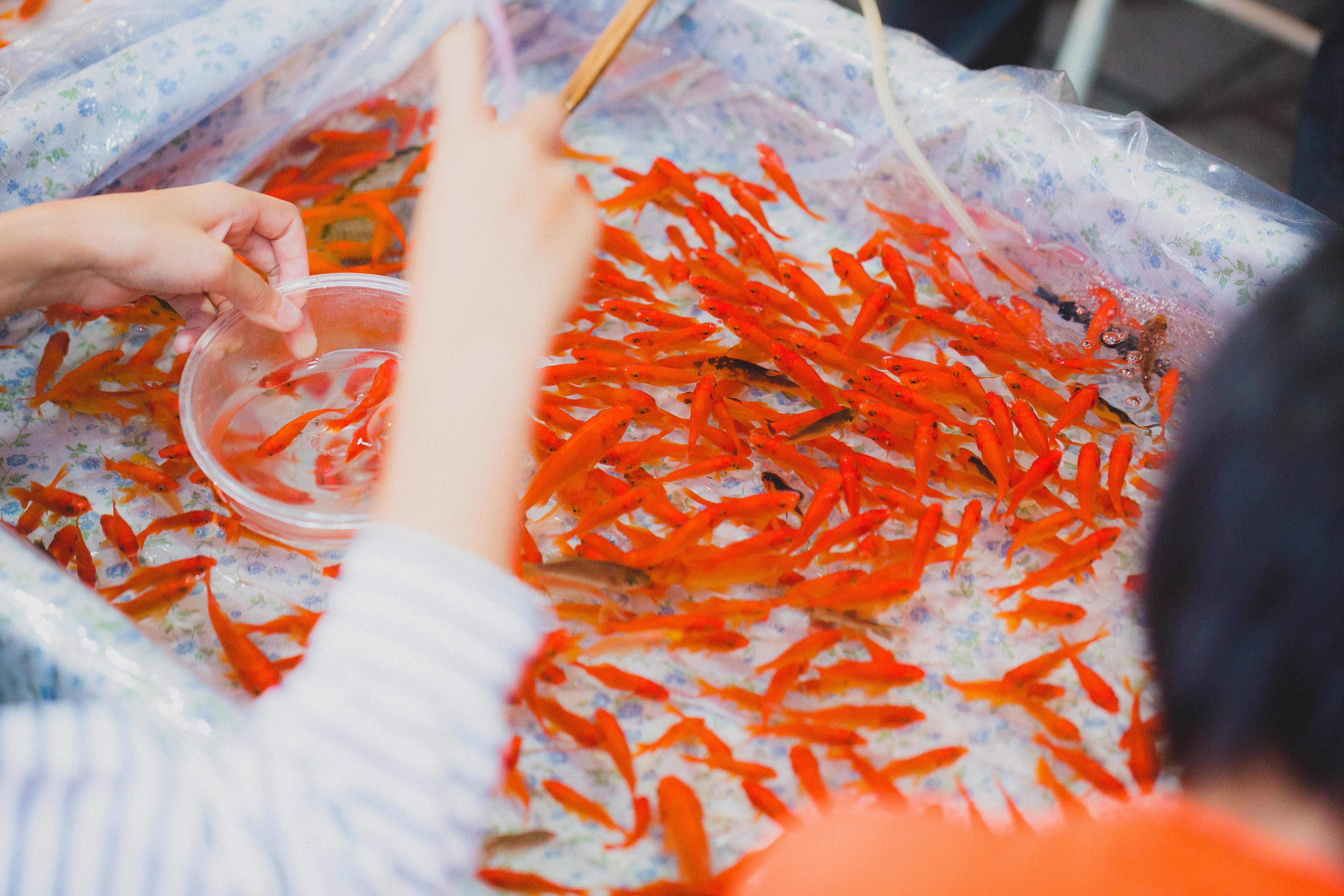 夏祭りの金魚すくいの写真 画像 フリー素材 ぱくたそ