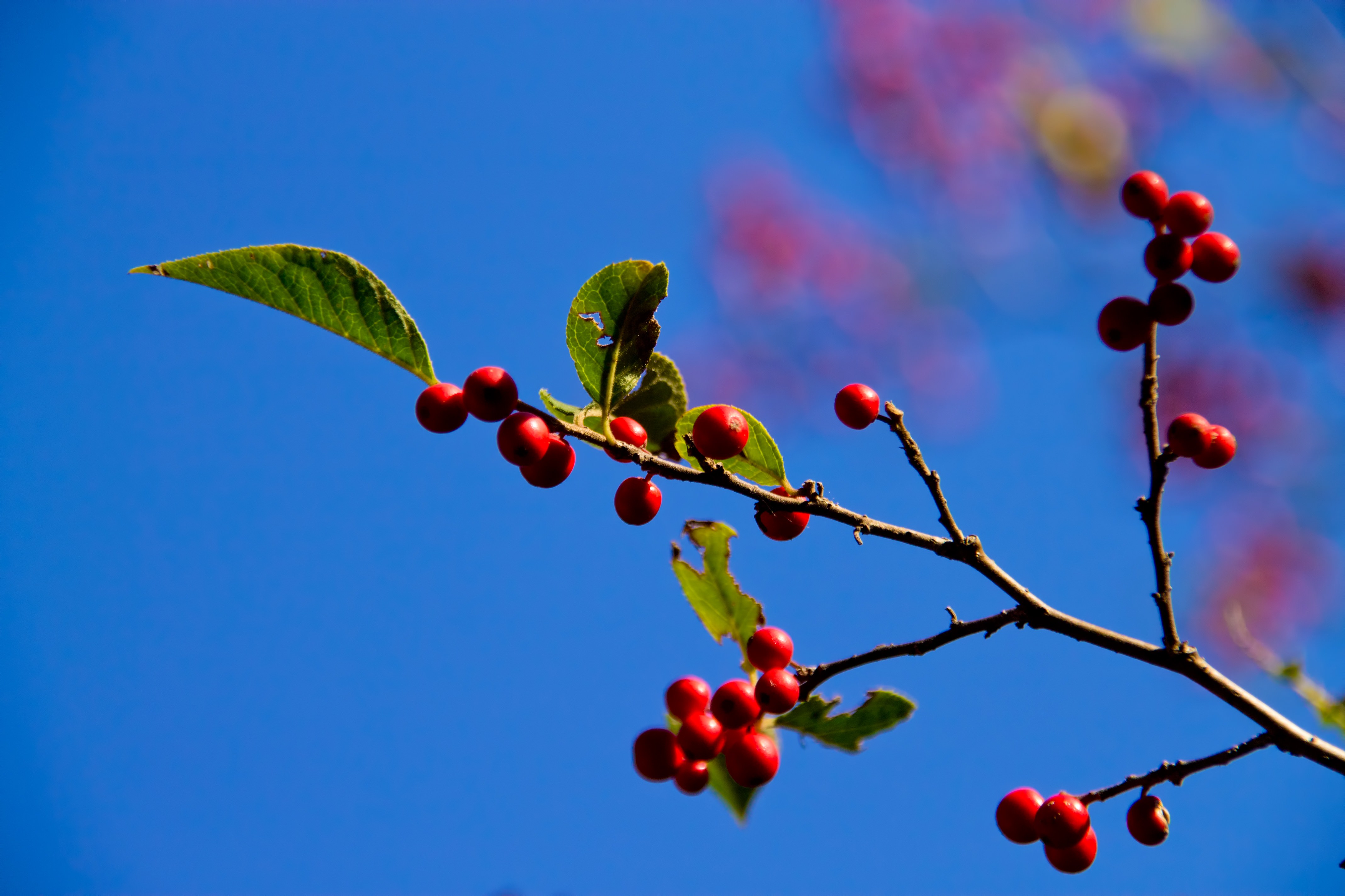 秋の木と赤い実｜ぱくたそフリー素材