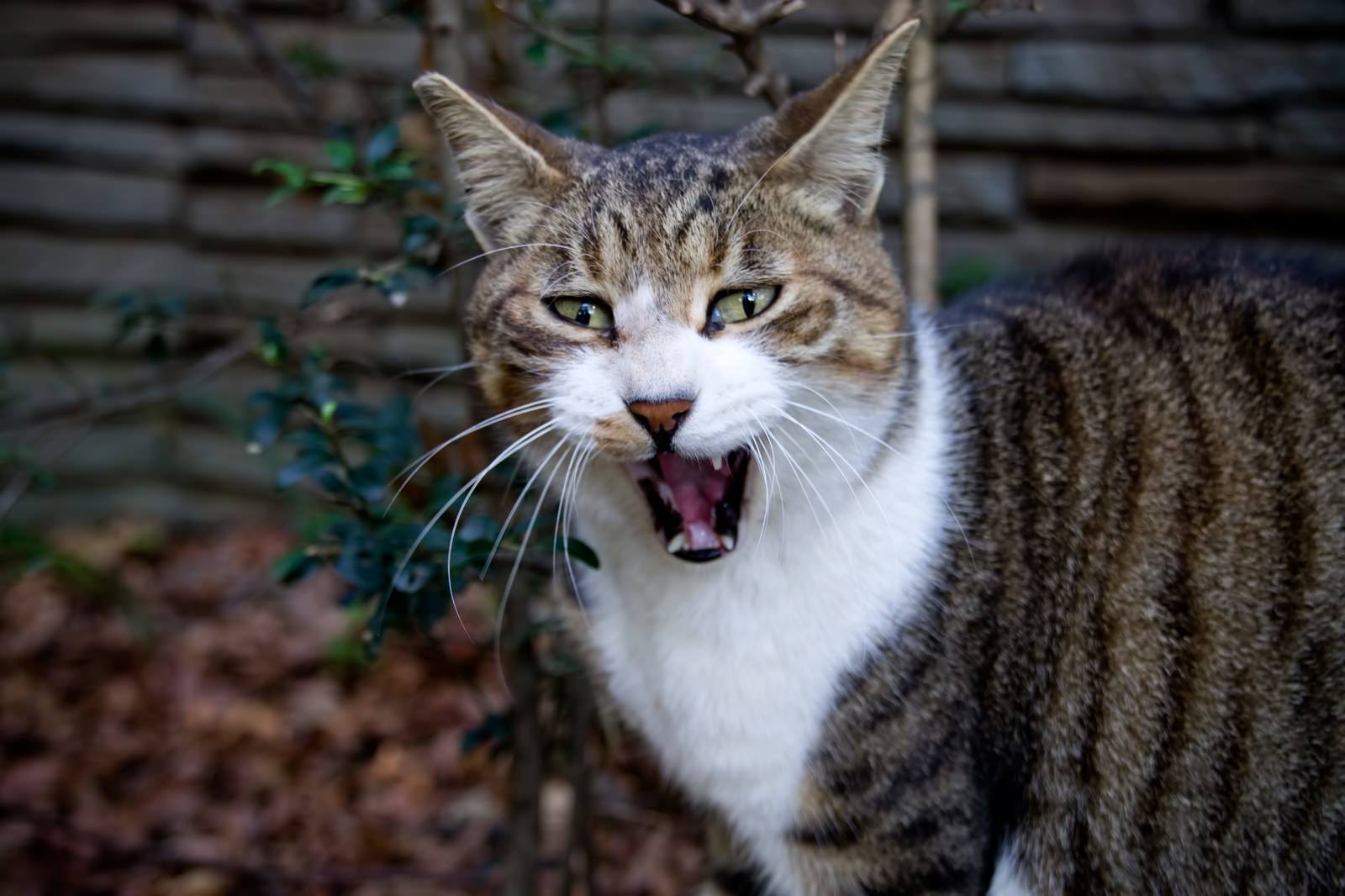 「般若のような表情の猫般若のような表情の猫」のフリー写真素材を拡大