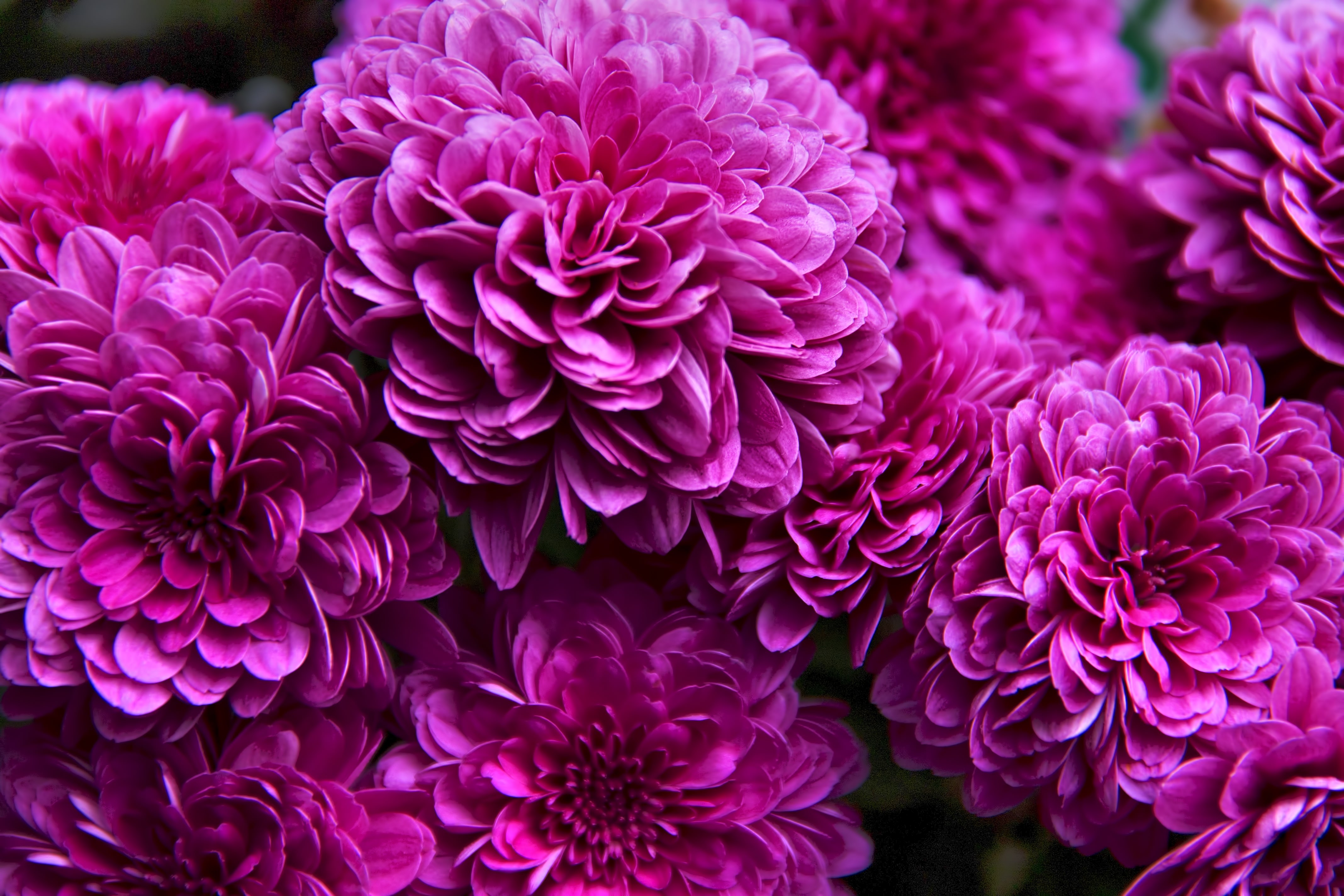 ひしめき咲く紫の花の写真素材 ぱくたそ