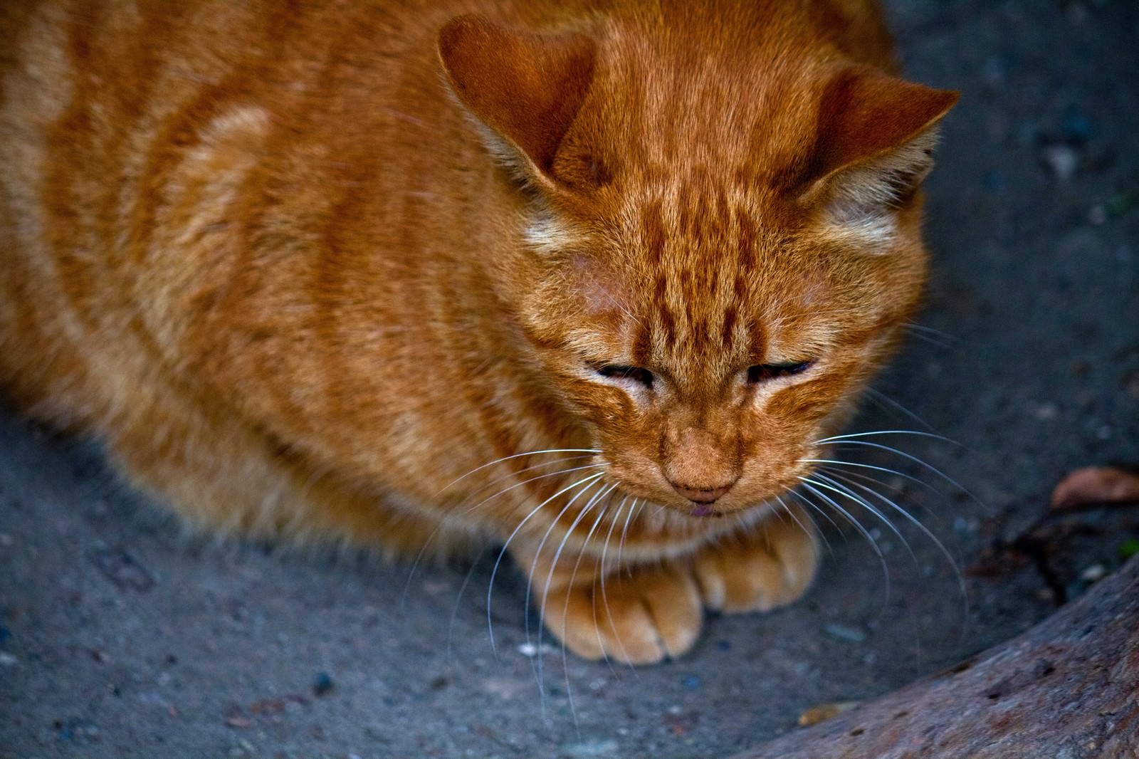 お座りする茶猫の写真素材 ぱくたそ