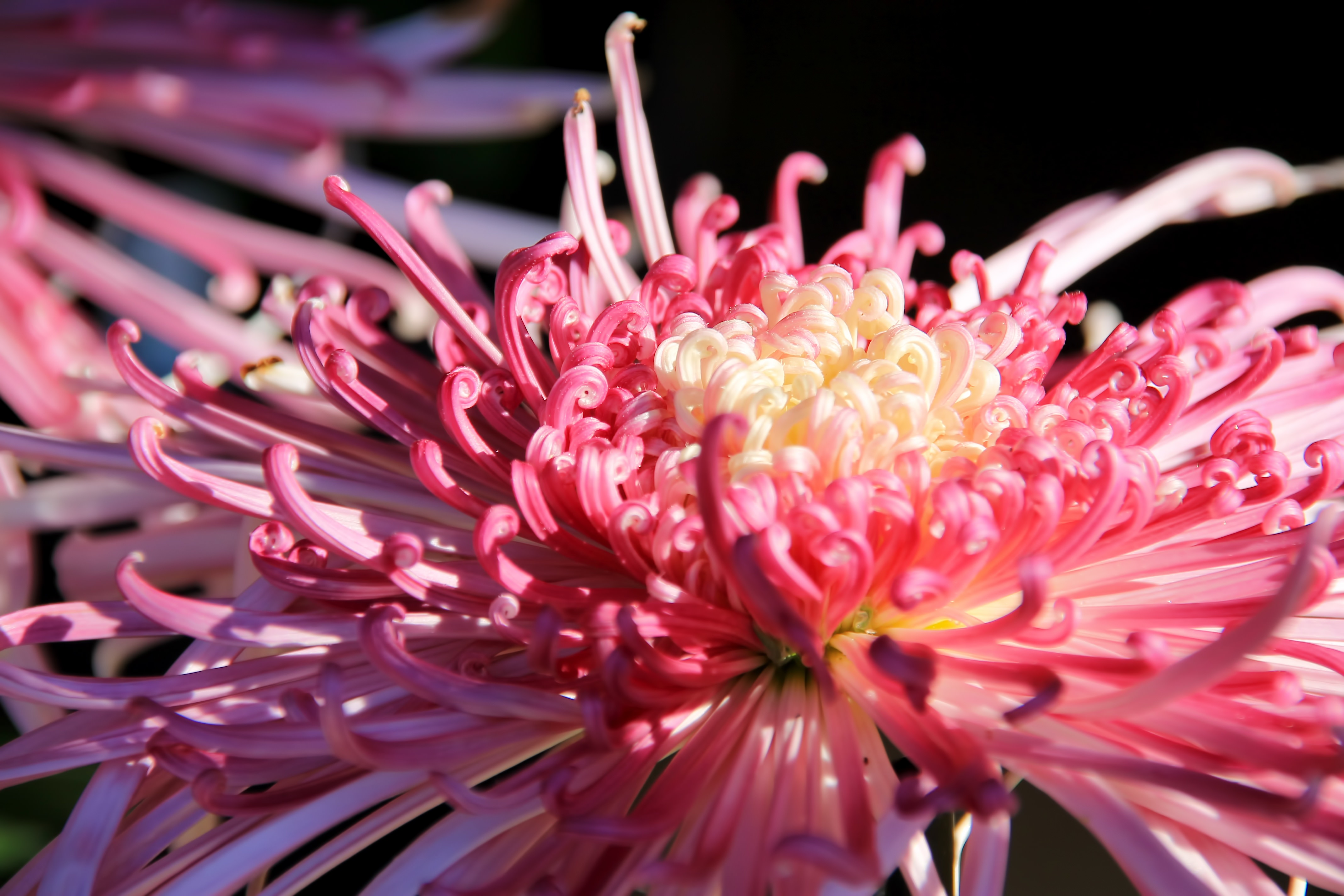 ピンク色の菊の花の写真 画像 を無料ダウンロード フリー素材のぱくたそ