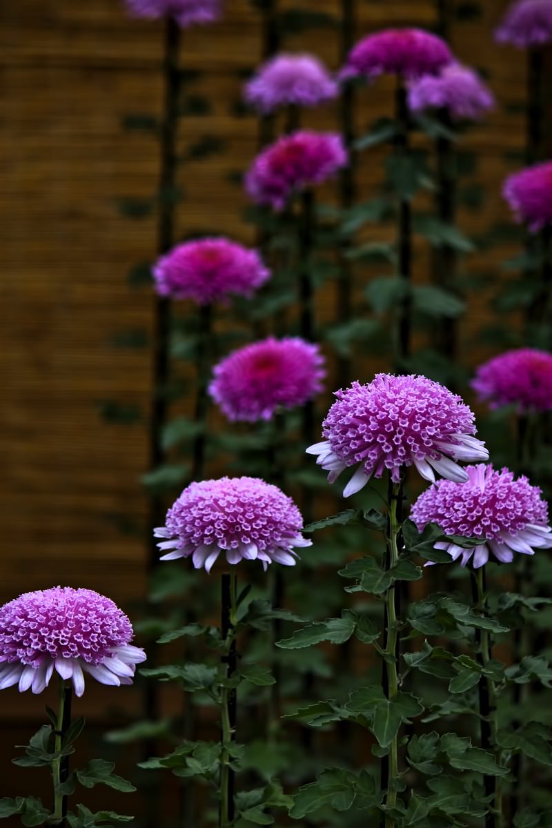 紫色の菊の花の写真 画像 を無料ダウンロード フリー素材のぱくたそ