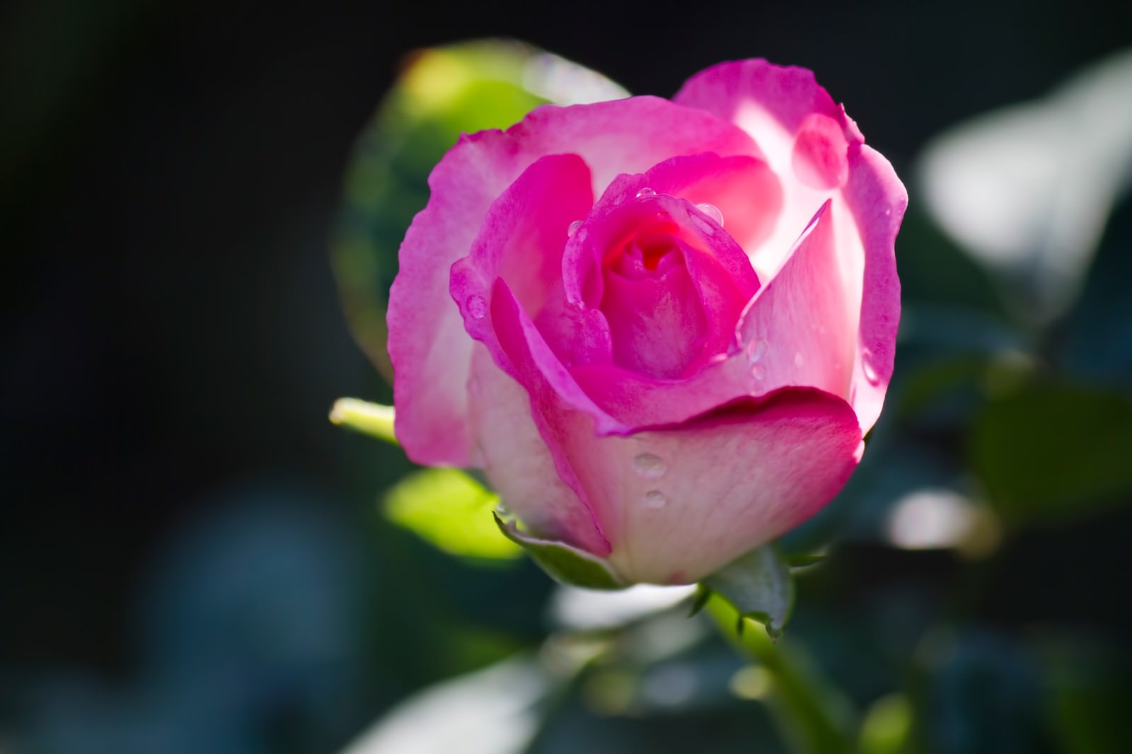 ストロベリーアイス 薔薇 の無料の写真素材 フリー素材 をダウンロード ぱくたそ ストロベリーアイス 薔薇 の無料の写真素材 フリー素材 をダウンロード ぱくたそ