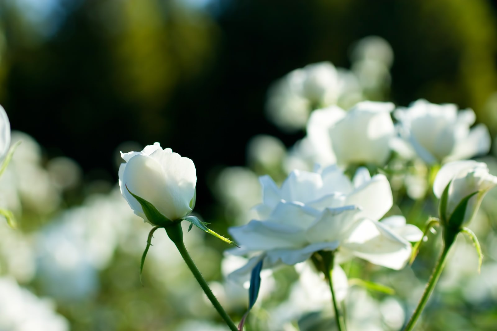 「シュネービッチェン(薔薇)」の写真