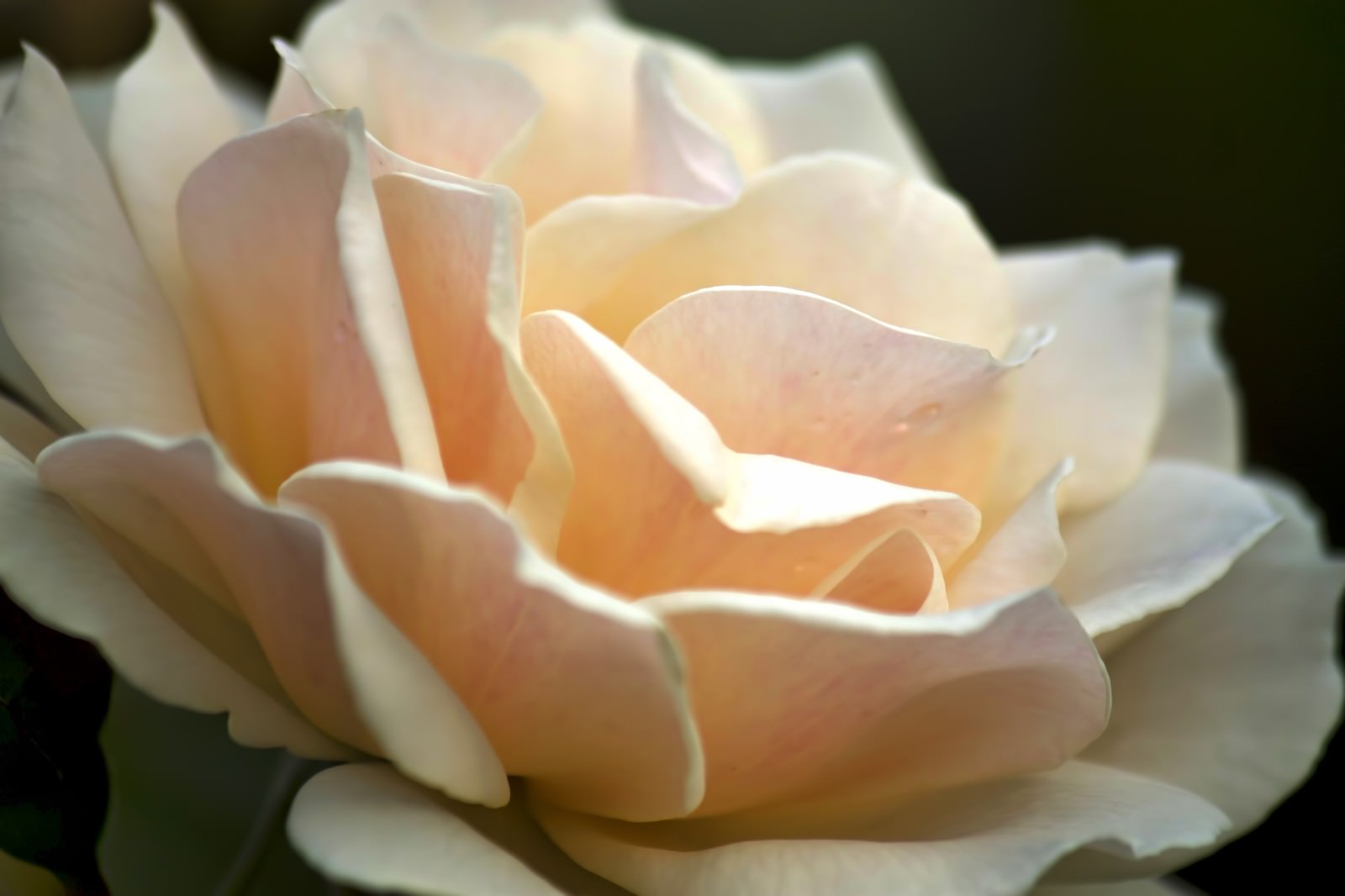 淡いエーデルワイスの花の写真素材 ぱくたそ