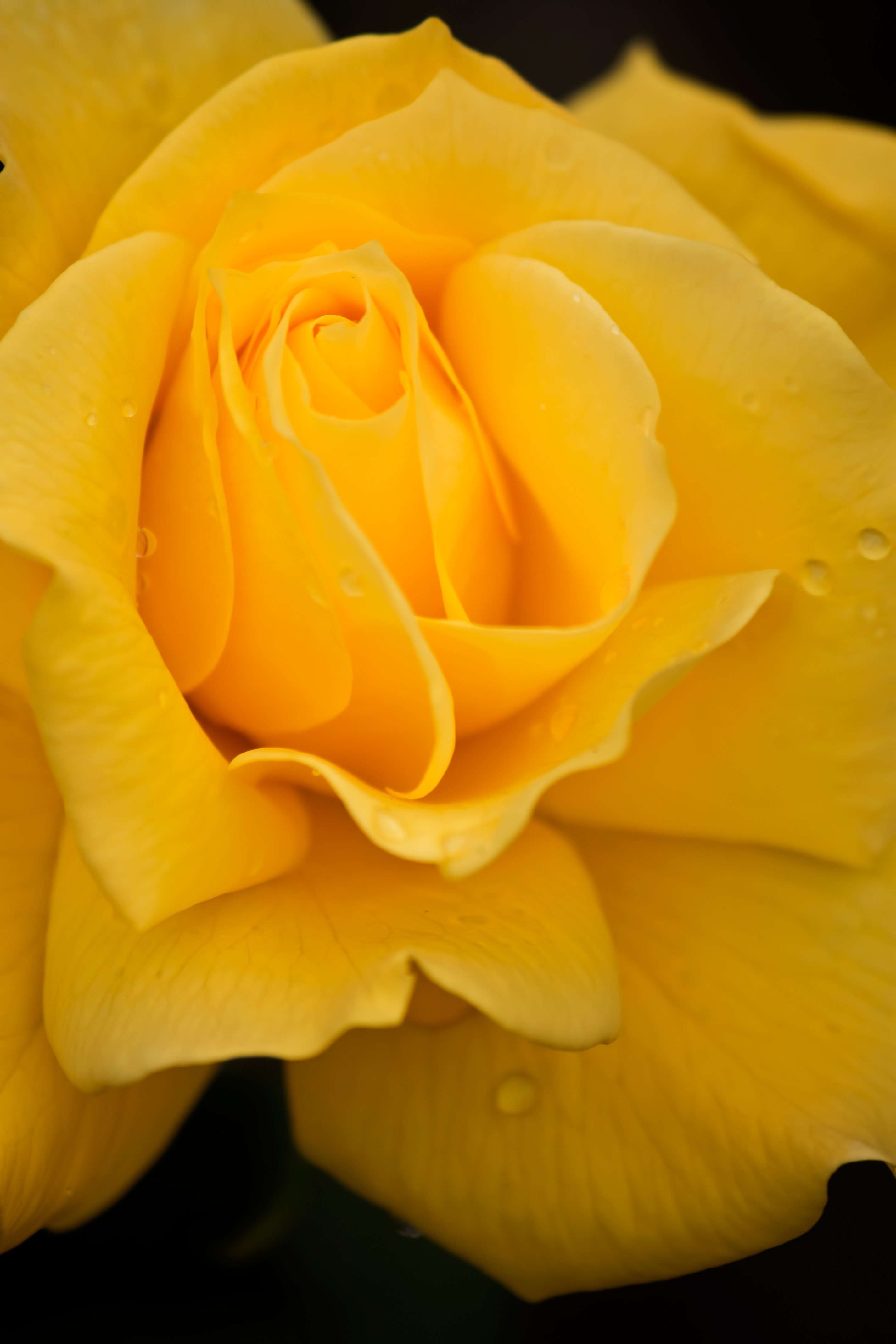 黄色いフリージアの写真を無料ダウンロード フリー素材 ぱくたそ