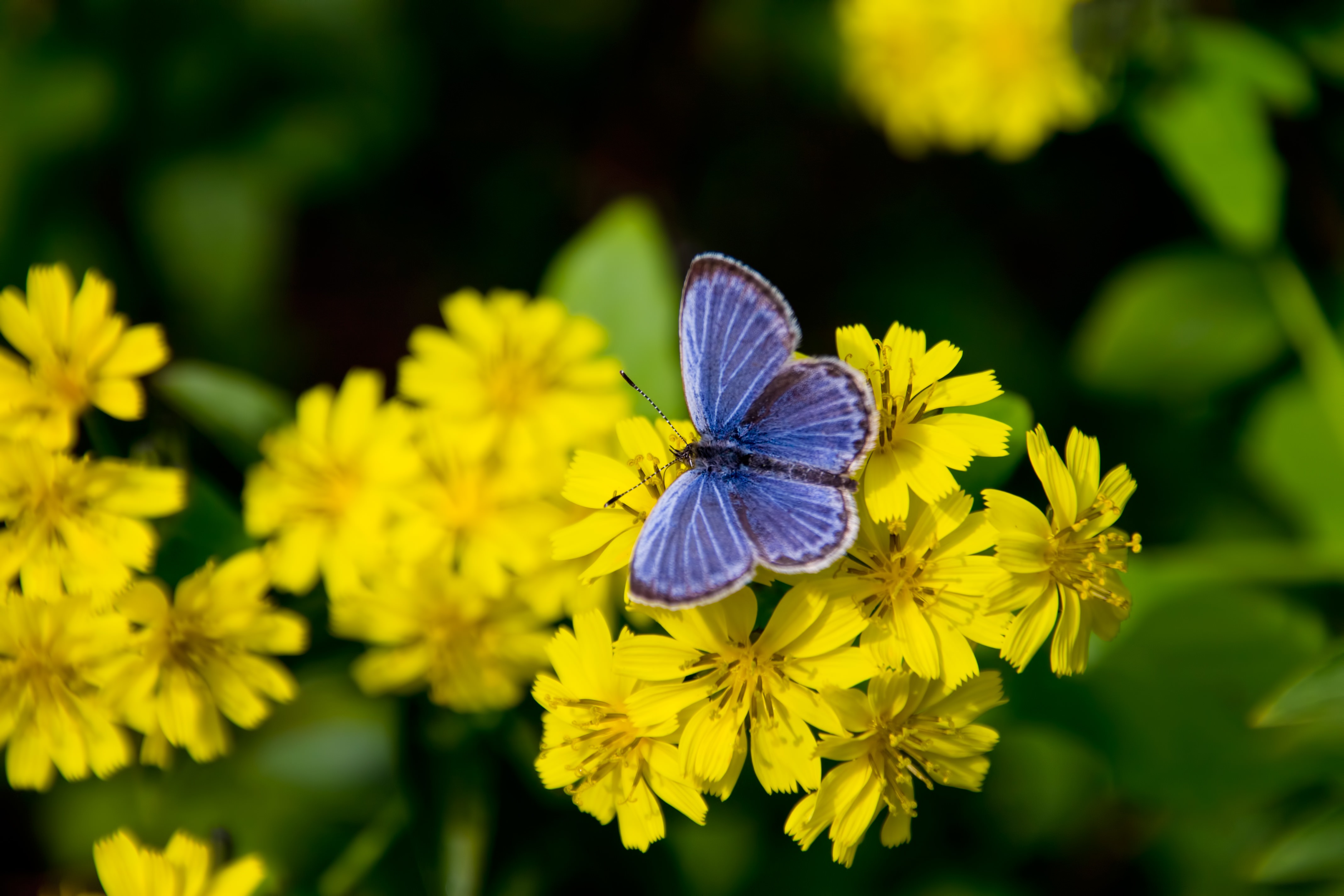 黄色い花にとまる蝶の無料の写真素材 フリー素材 をダウンロード ぱくたそ