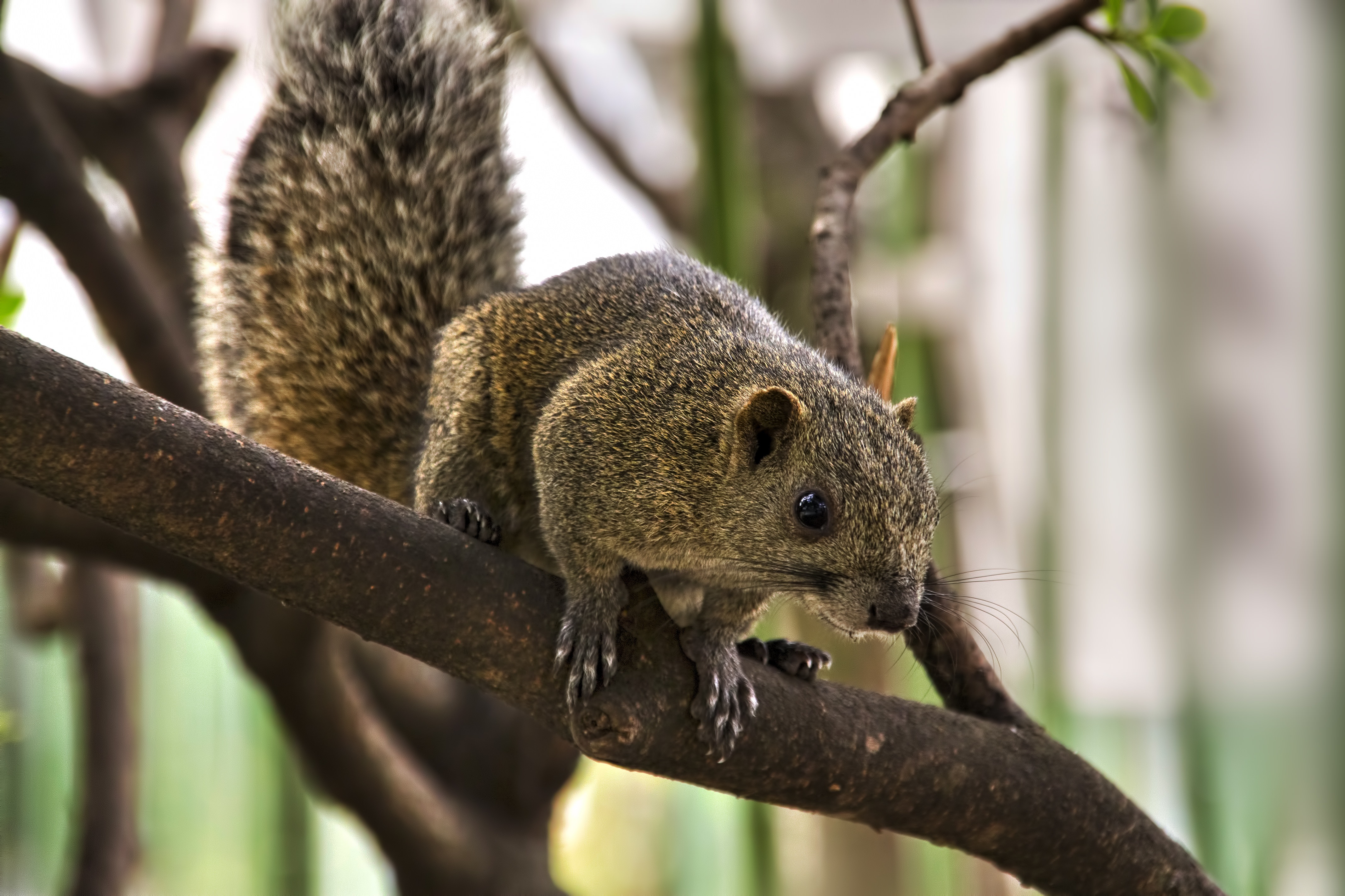 身構える野生のリスの写真素材 ぱくたそ