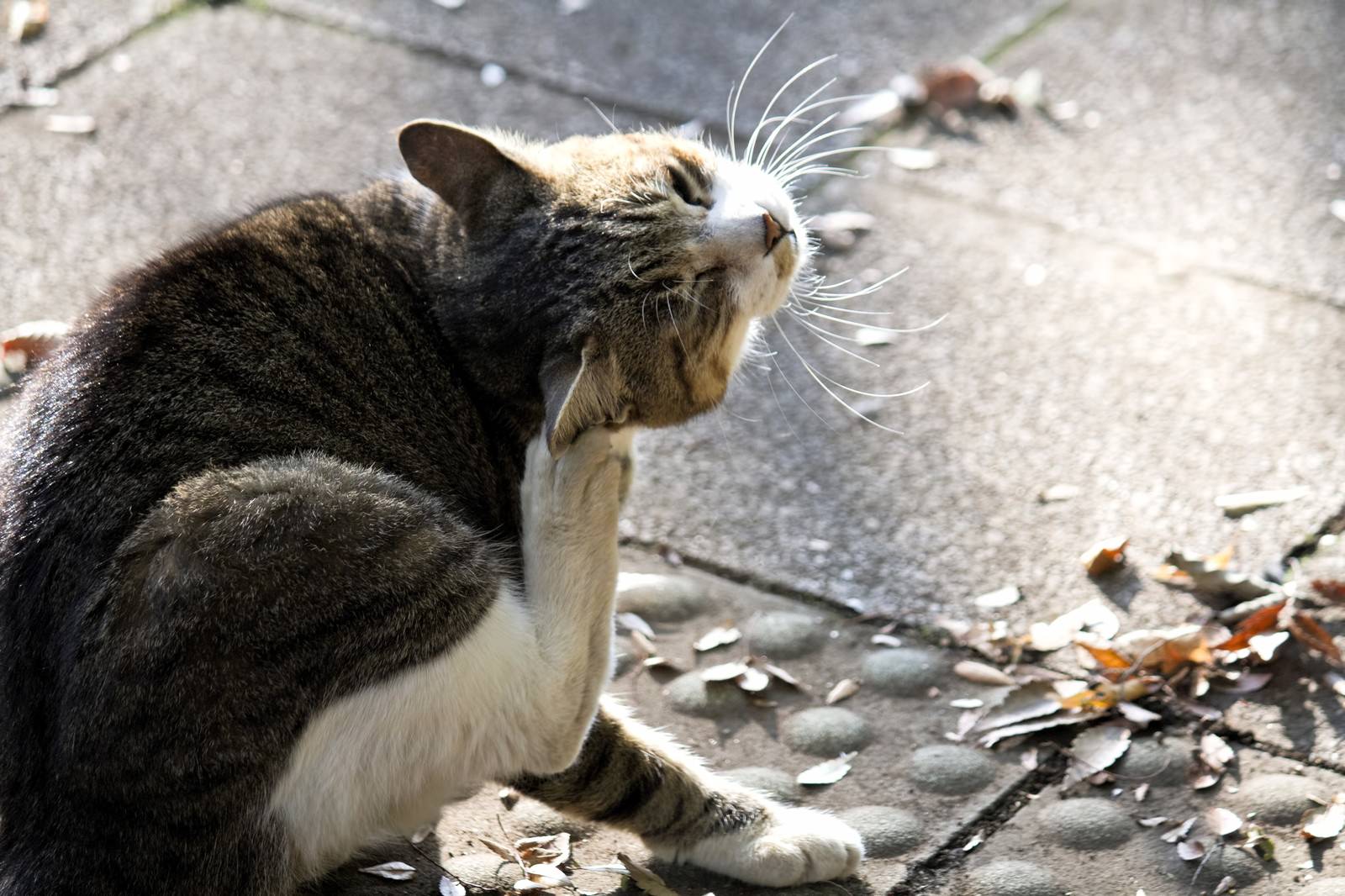 「首を掻く猫」の写真