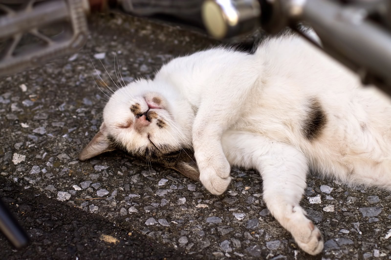 「暑さにやられた猫 | フリー素材のぱくたそ」の写真