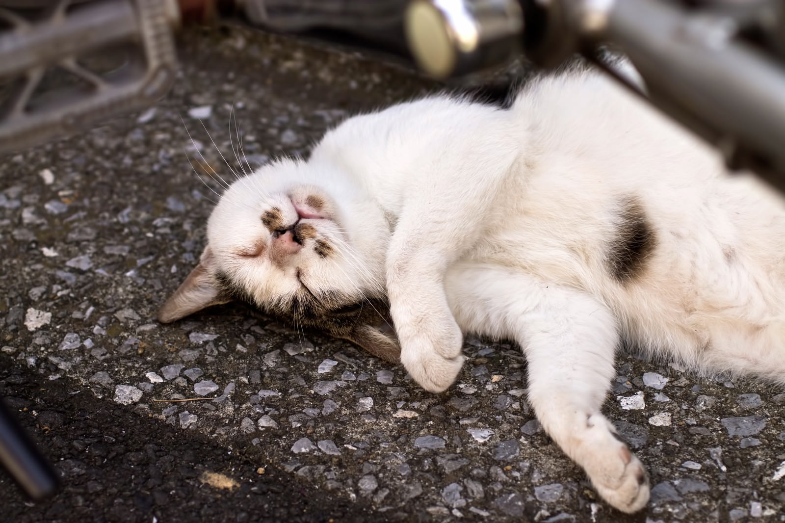 暑さにやられた猫