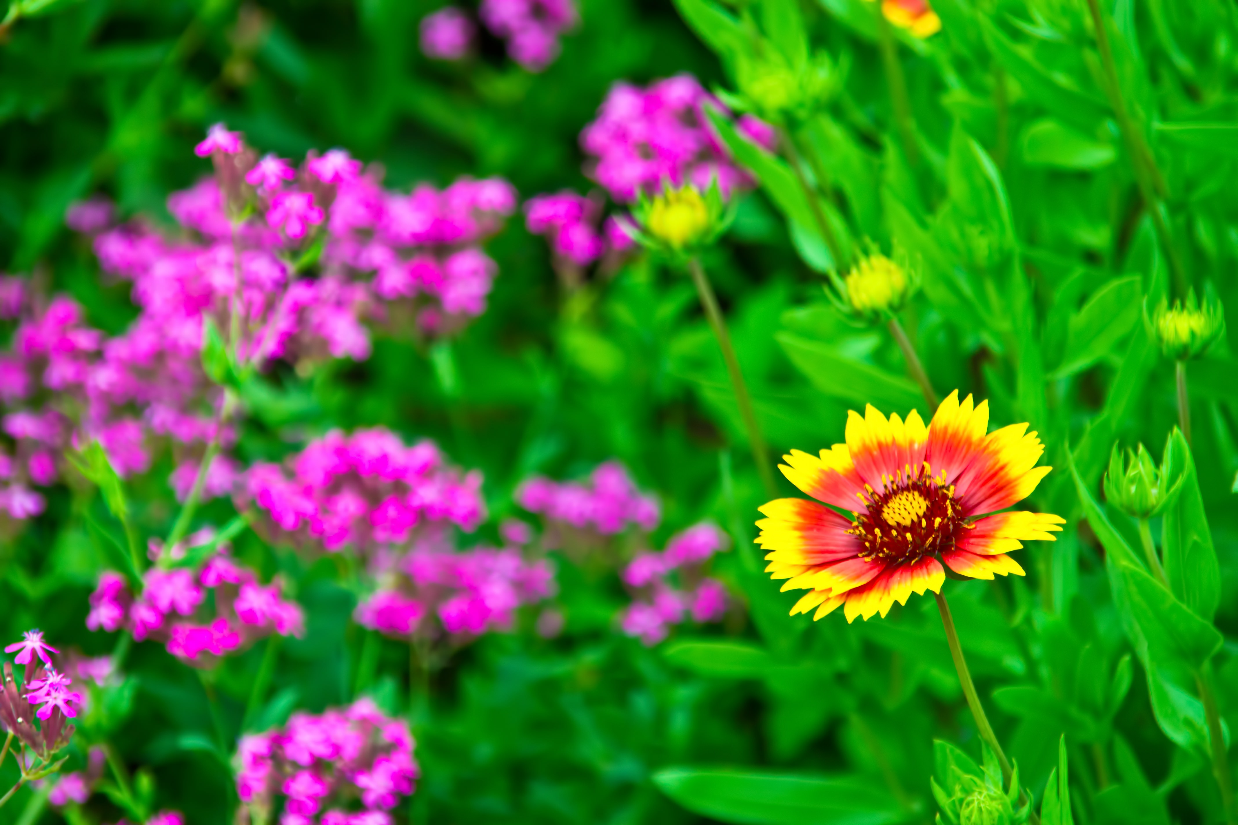 黄色とオレンジ色の花のフリー素材 ぱくたそ