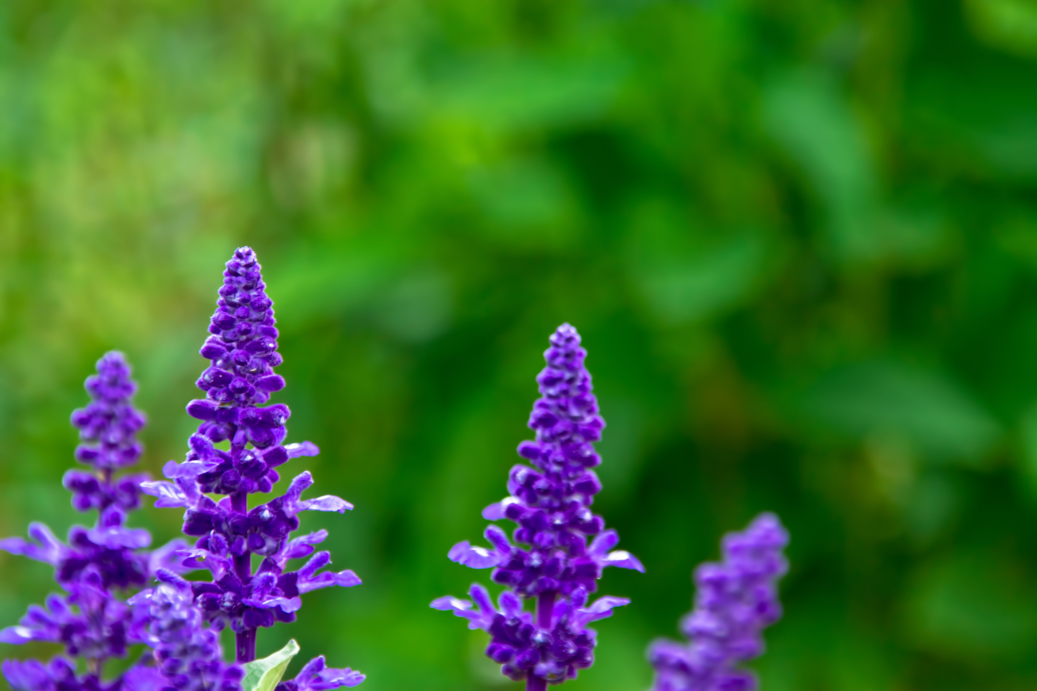紫色のベロニカの花の無料の写真素材 フリー素材 をダウンロード ぱくたそ