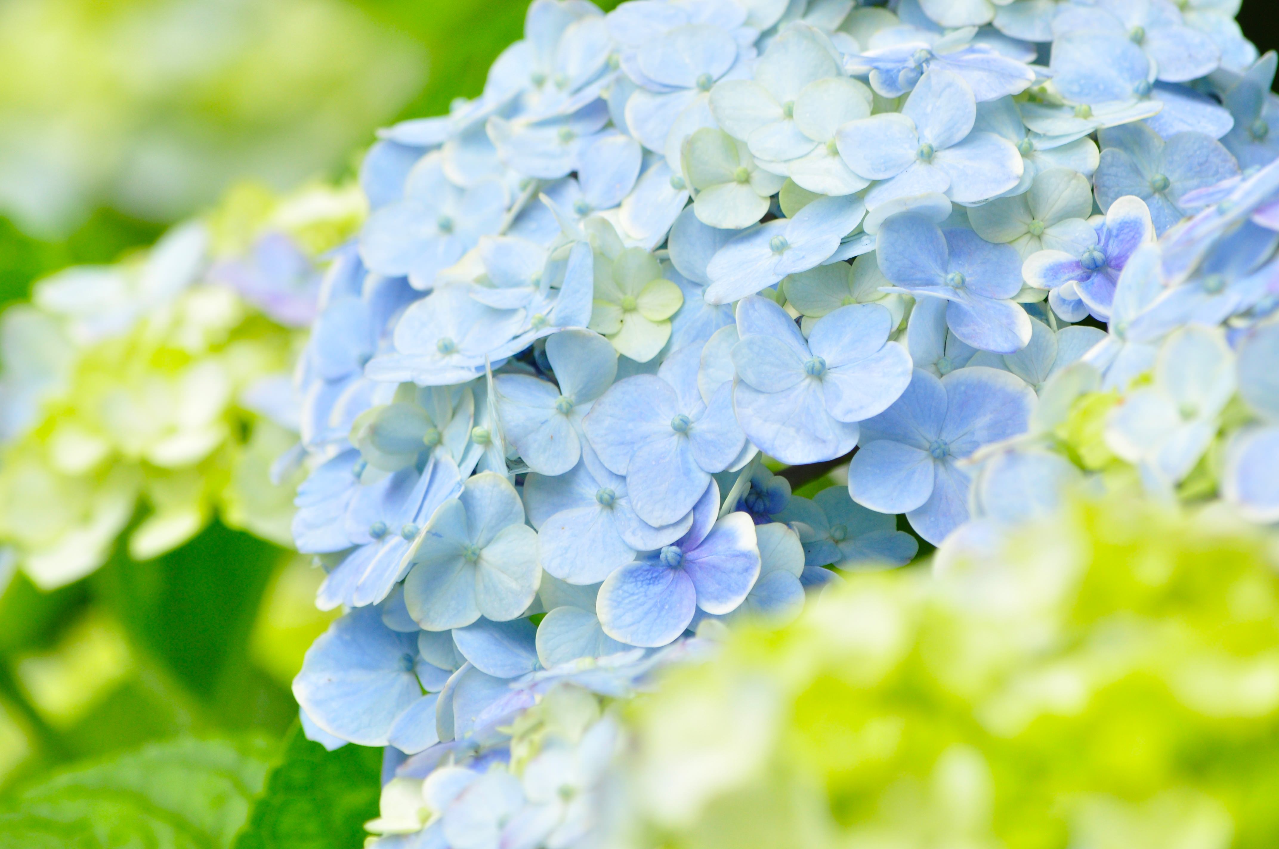 紫陽花寺