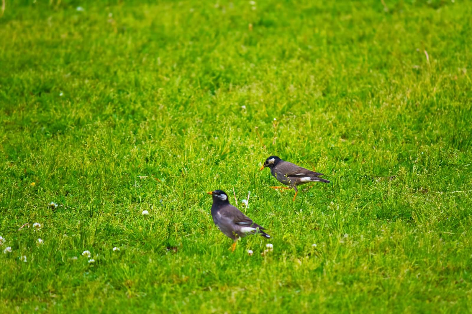 小さな鳥のつがいの写真素材 ぱくたそ